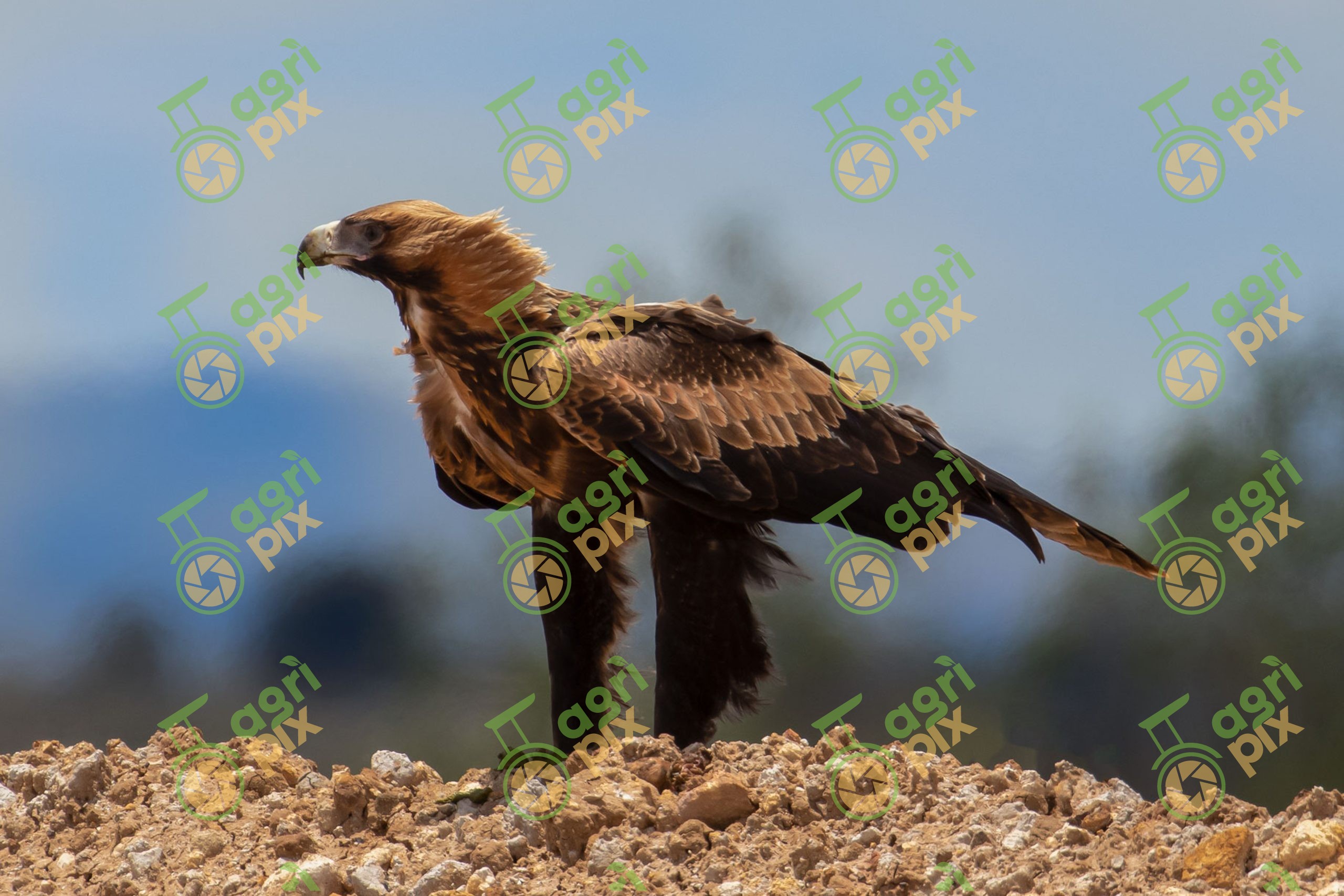 Wedge-tailed Eagle (Aquila audax)
