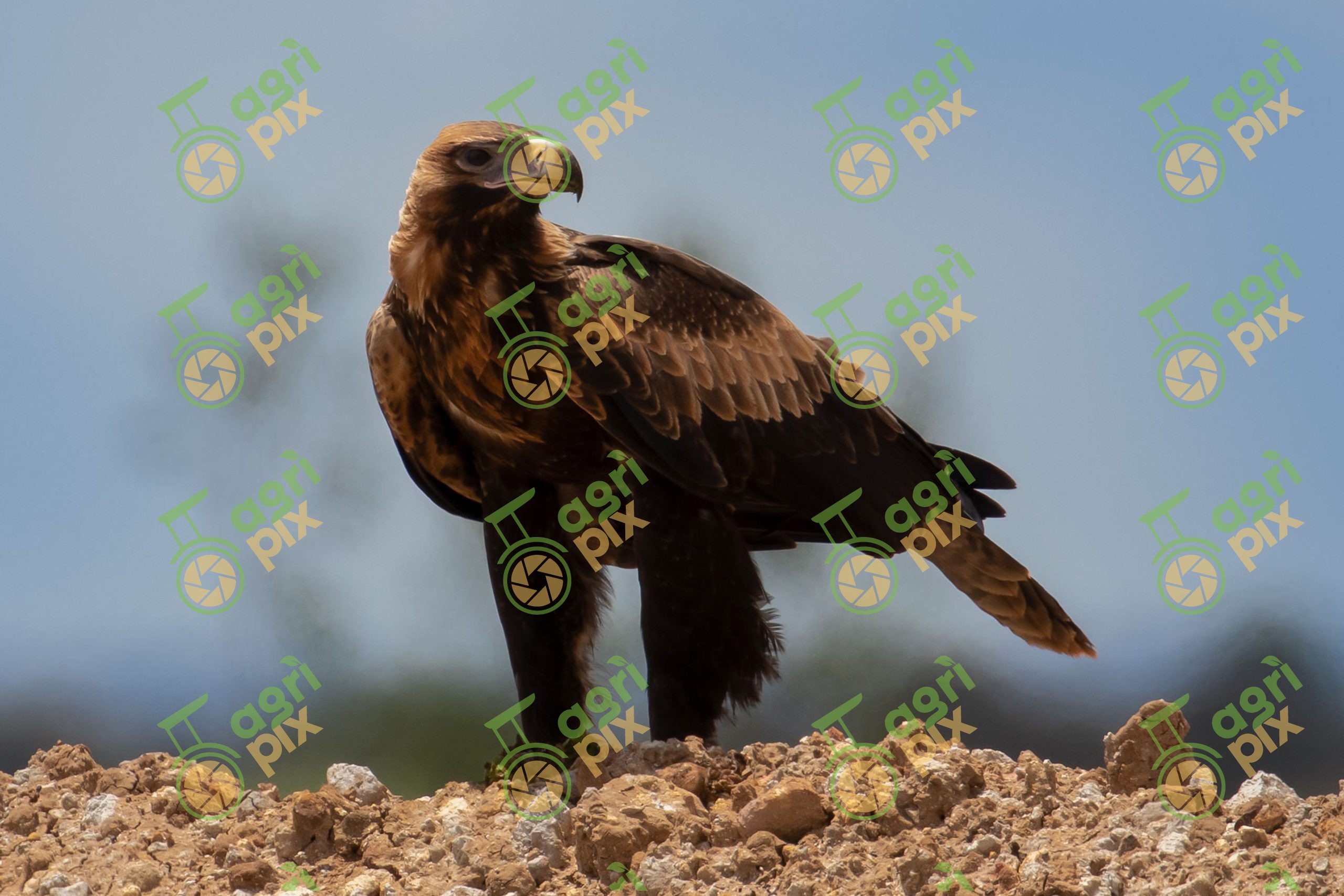 Wedge-tailed Eagle (Aquila audax)