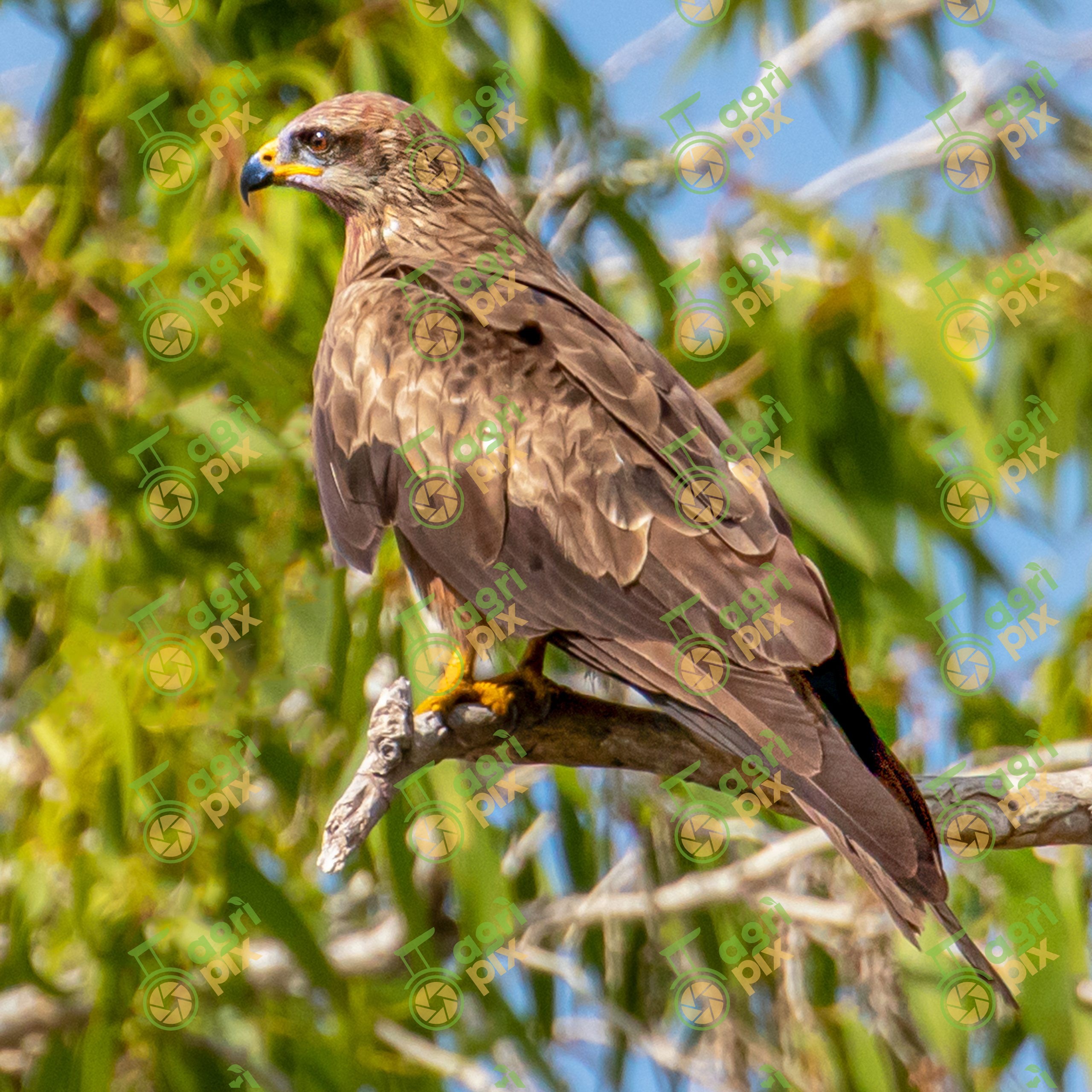 A Black Kite (Milvus migrans)
