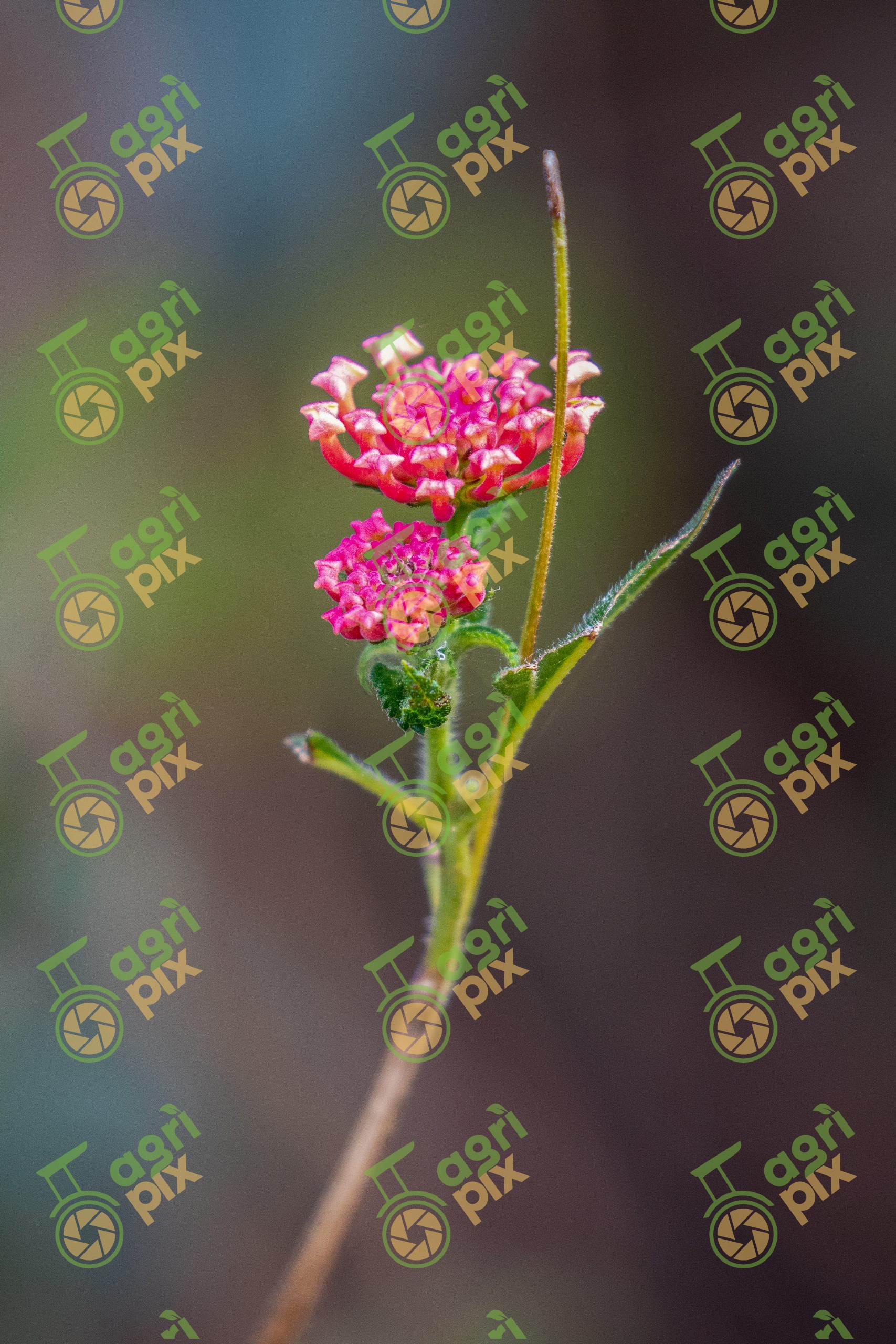 Lantana flower (Lantana camara)