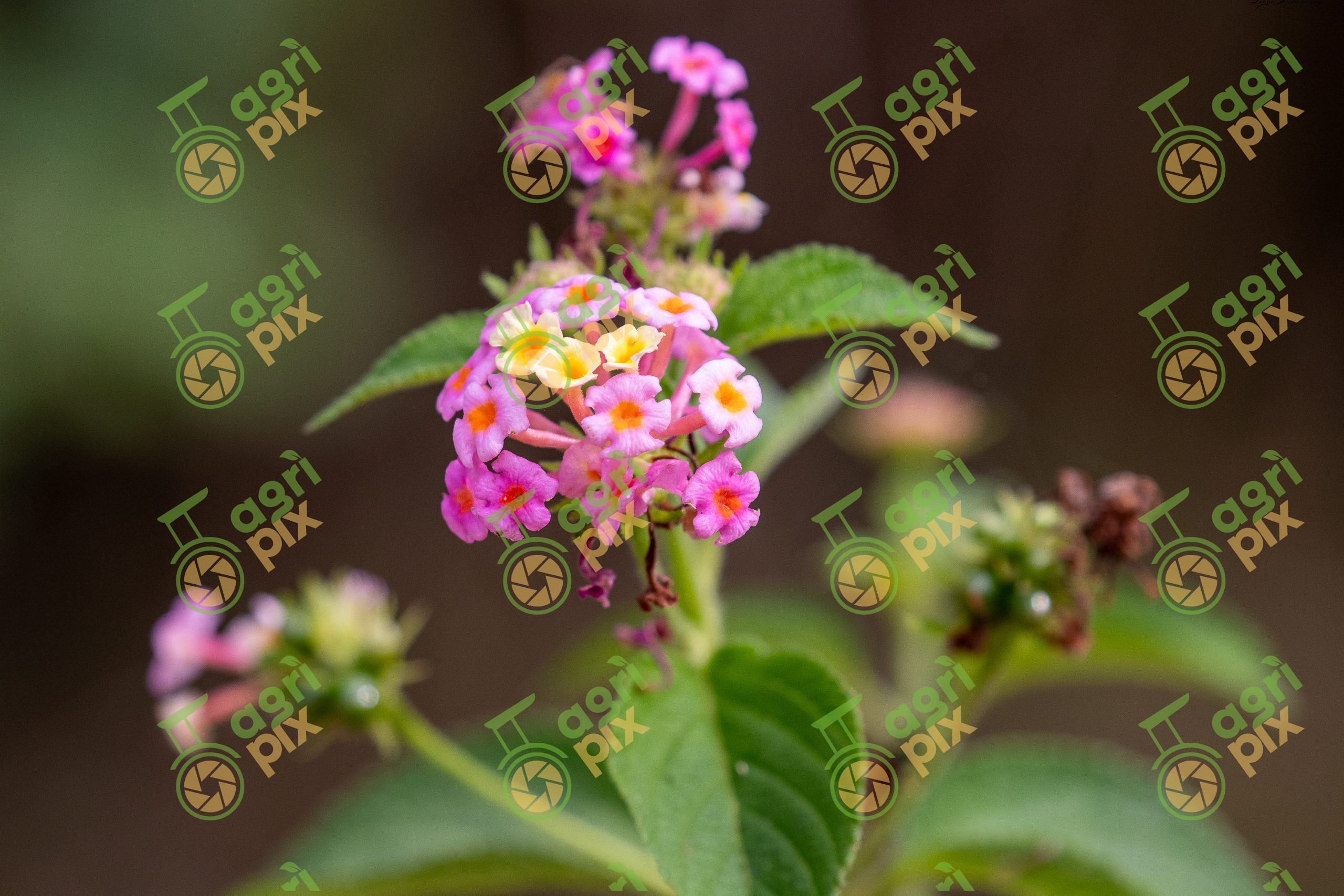 Lantana (Lantana camara)