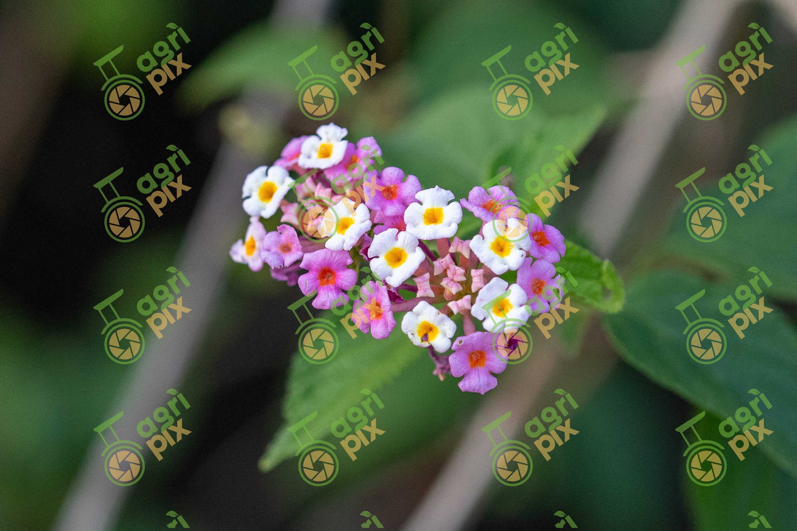 Lantana (Lantana camara)