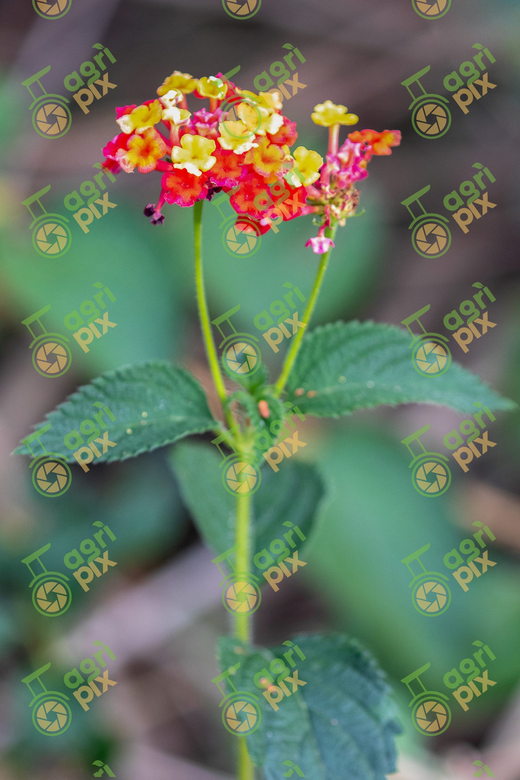 Lantana (Lantana camara)