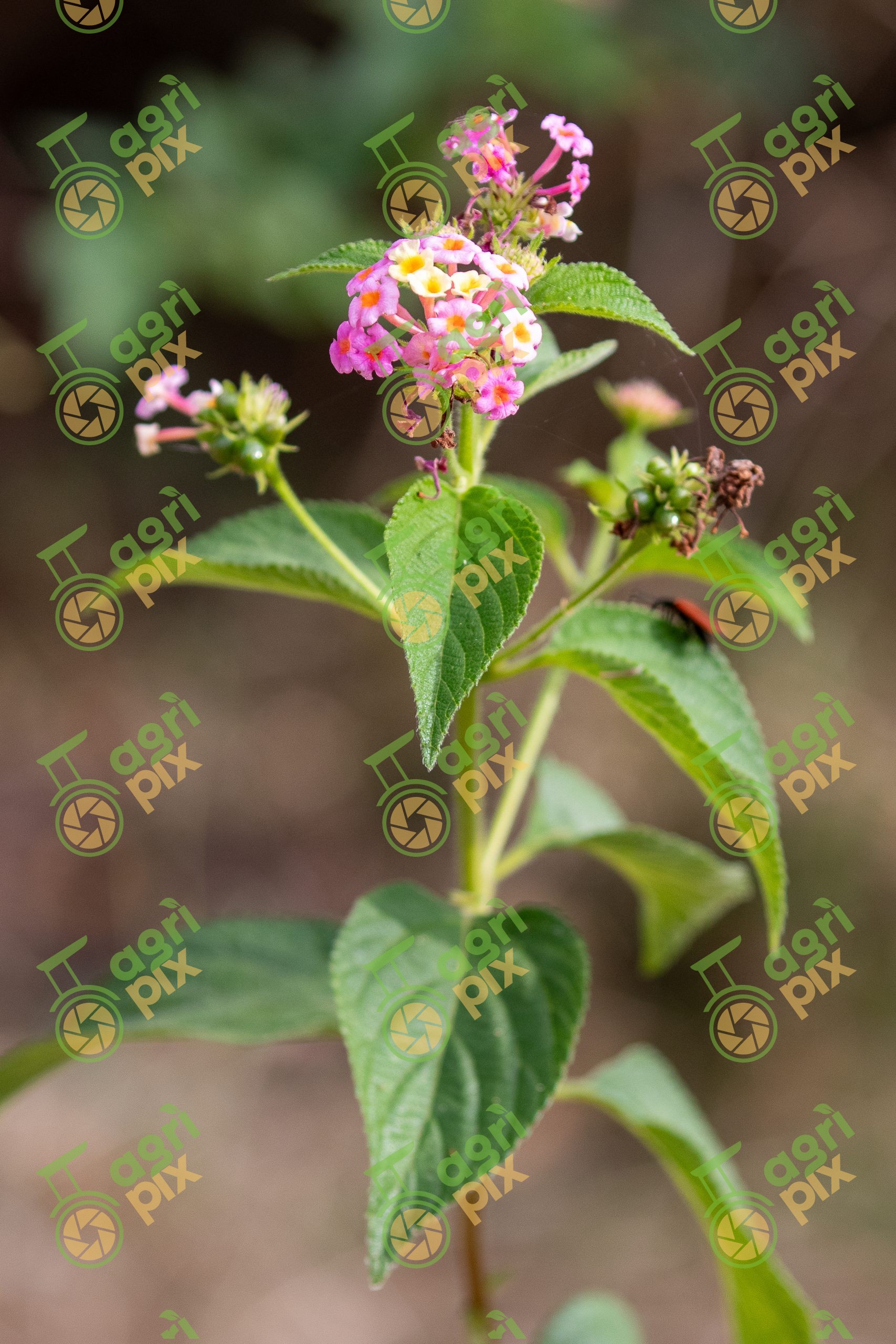 Lantana (Lantana camara)