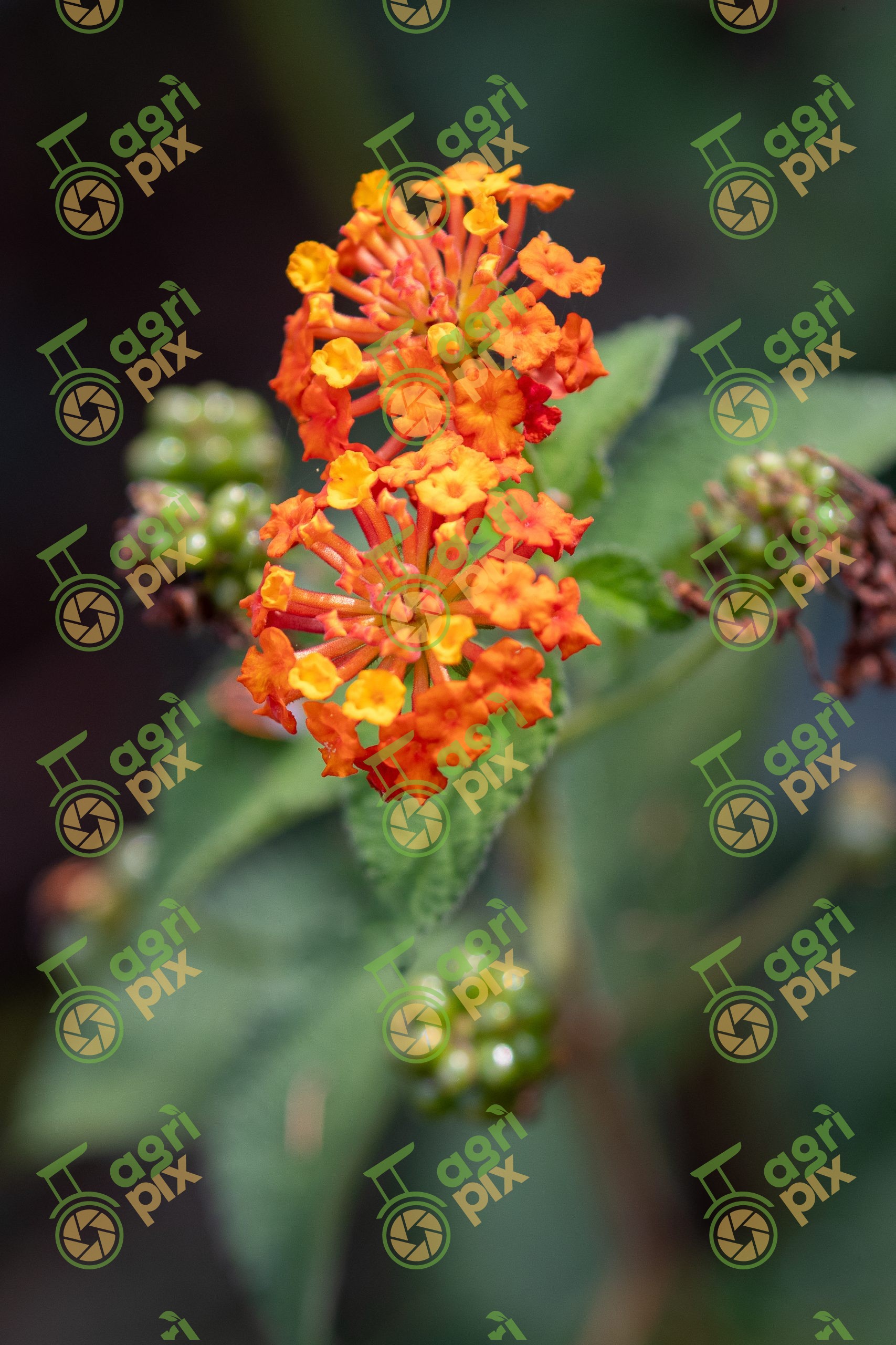 Lantana (Lantana camara) – orange flowers