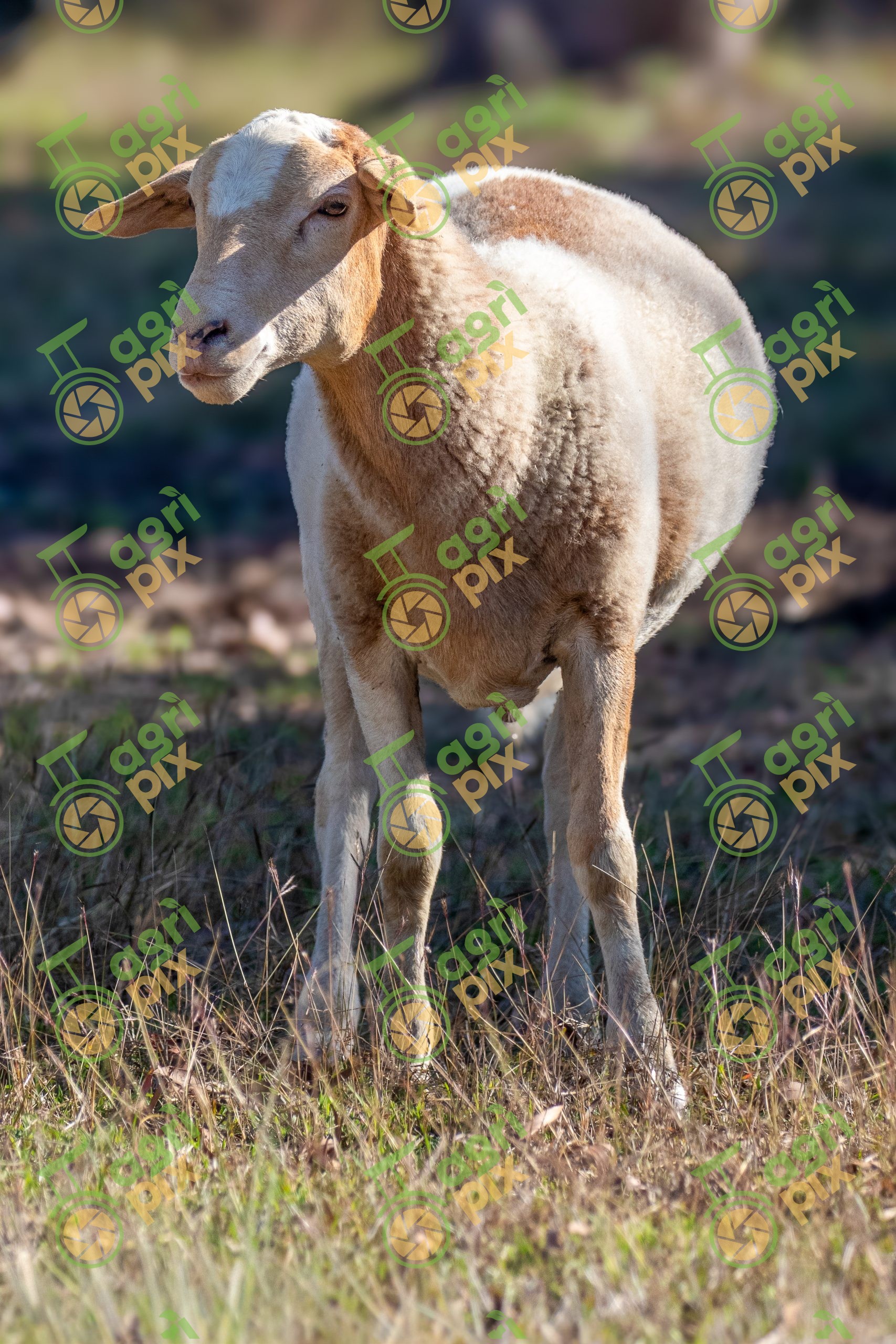 Shedding White Dorper Sheep