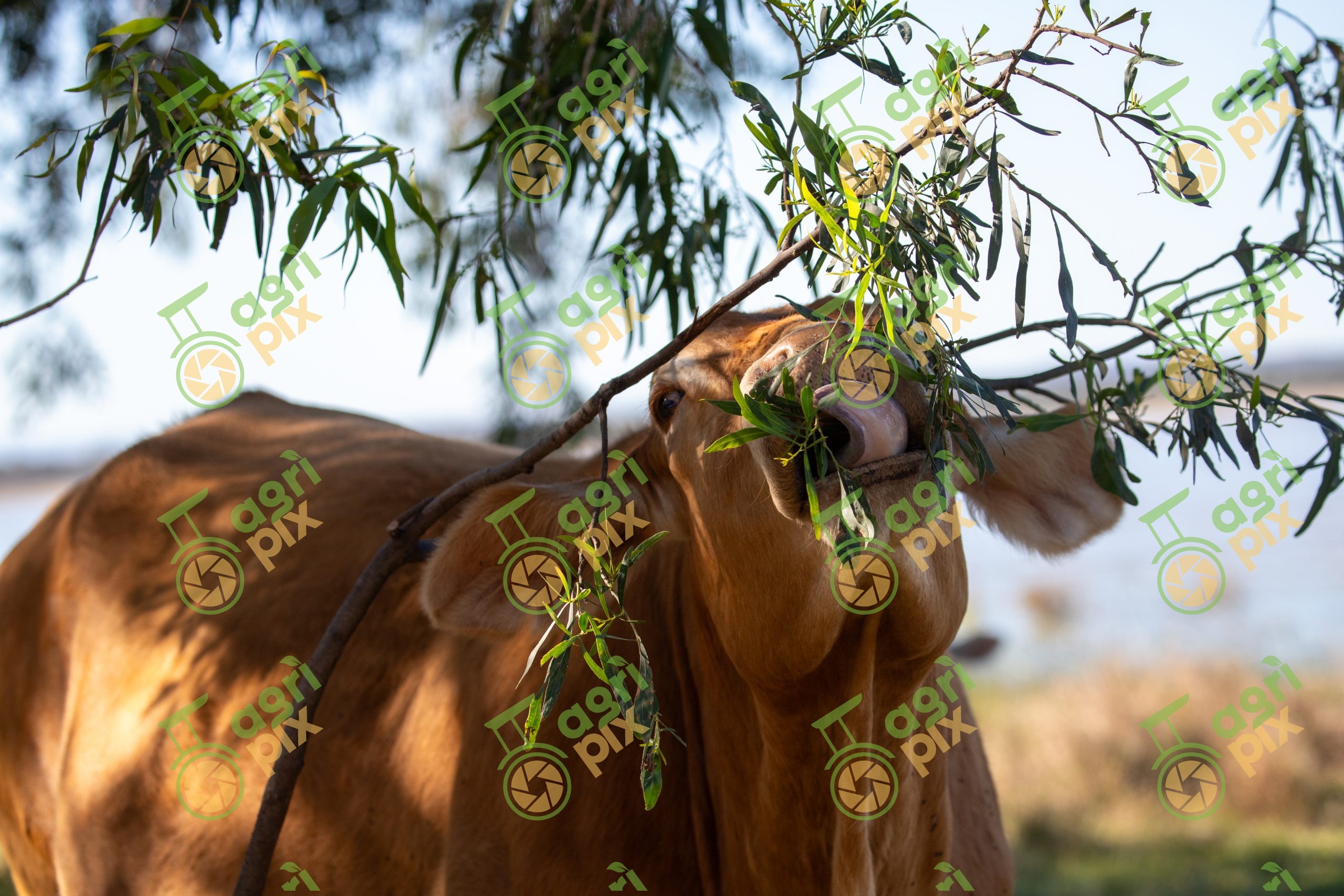 A cow eating a eucalyptus tree