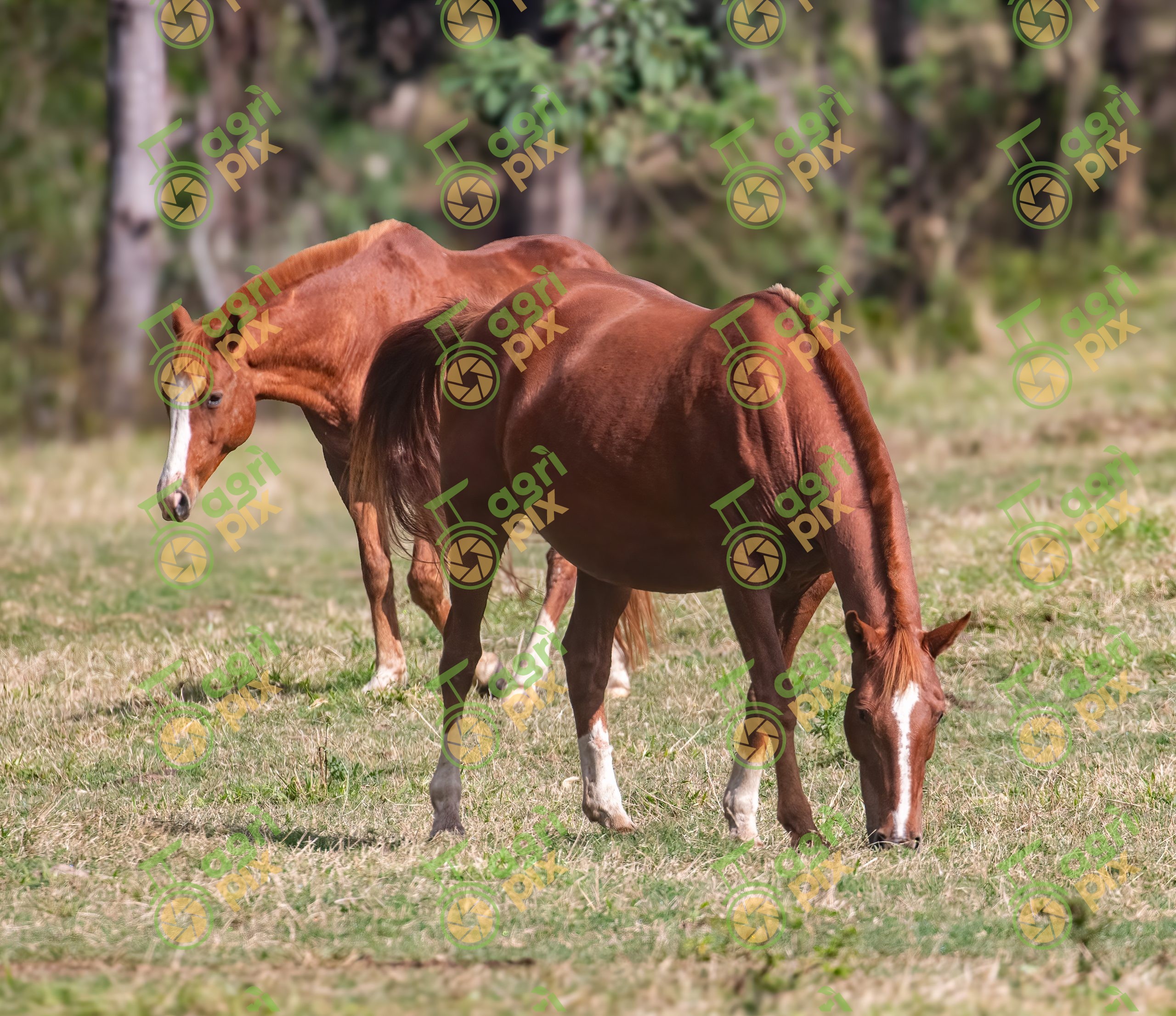 Chestnut Quarter Horses