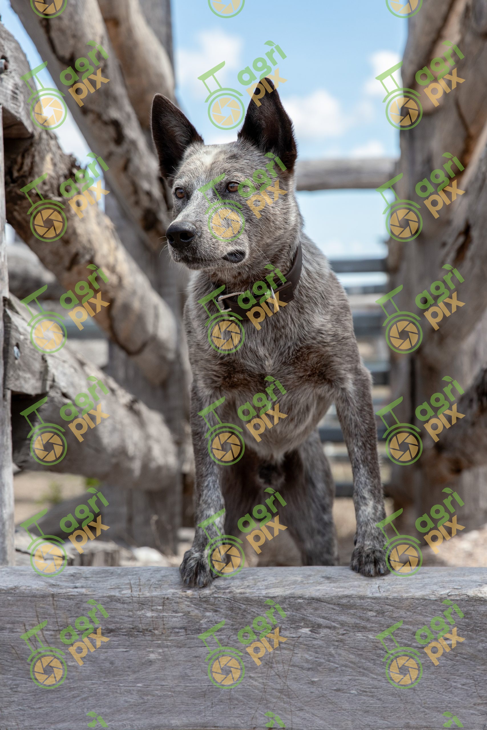 A Australian Stumpy Tail Cattle Dog