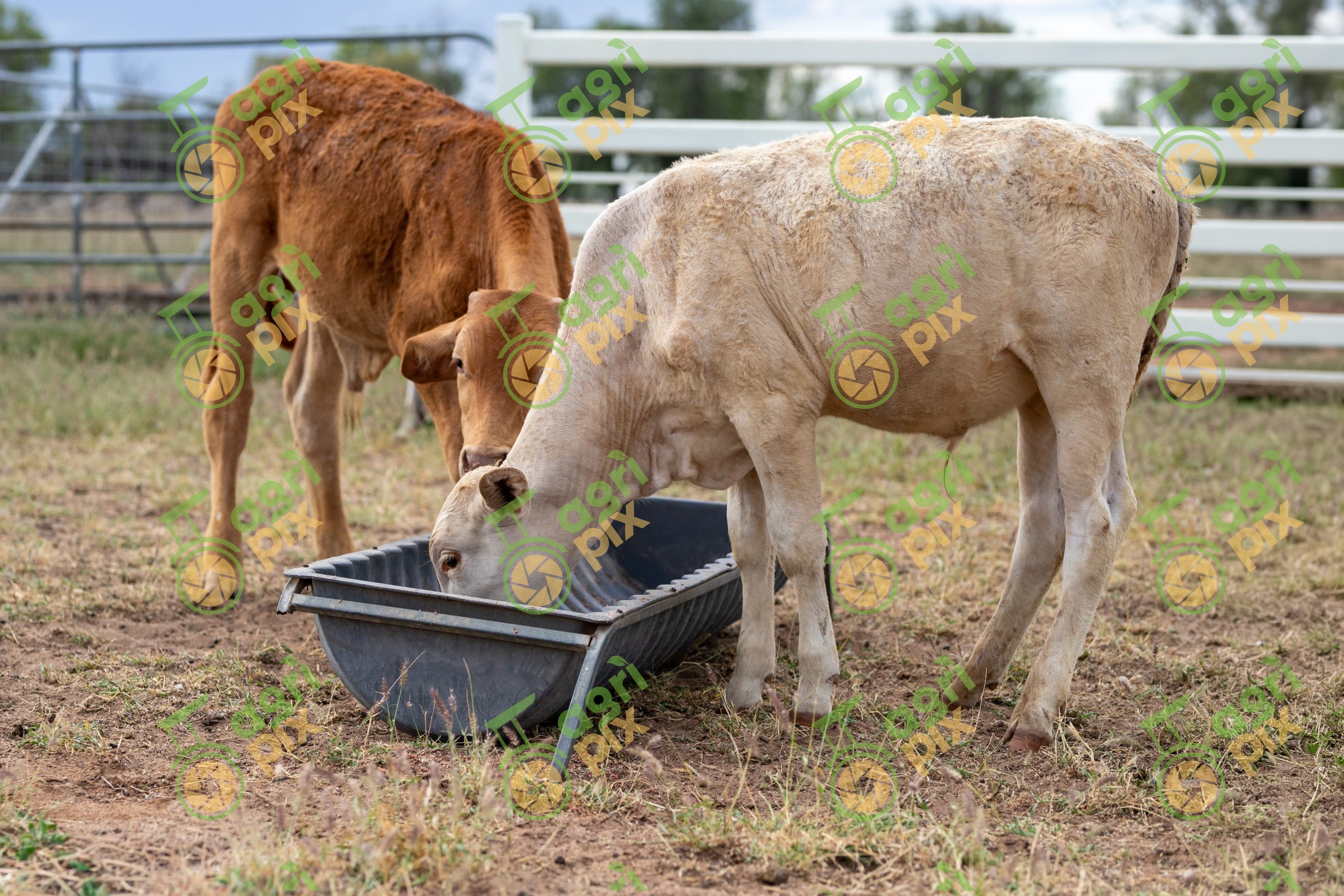 Two young calves feeding from a trough