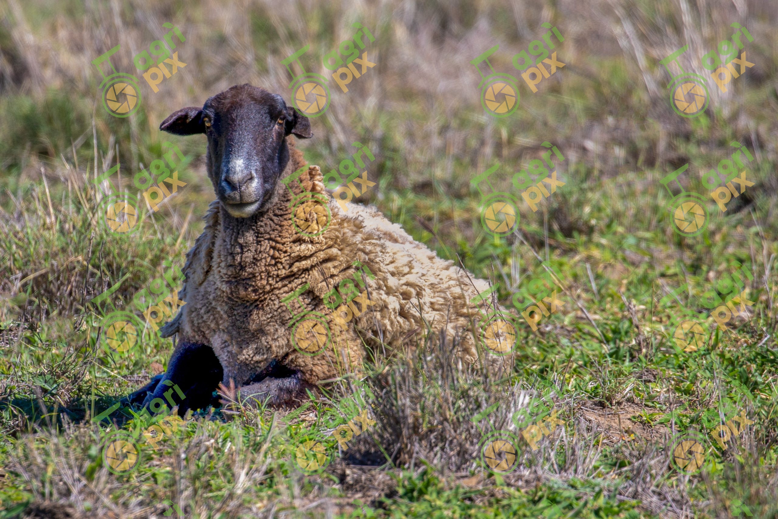 A dorper sheep
