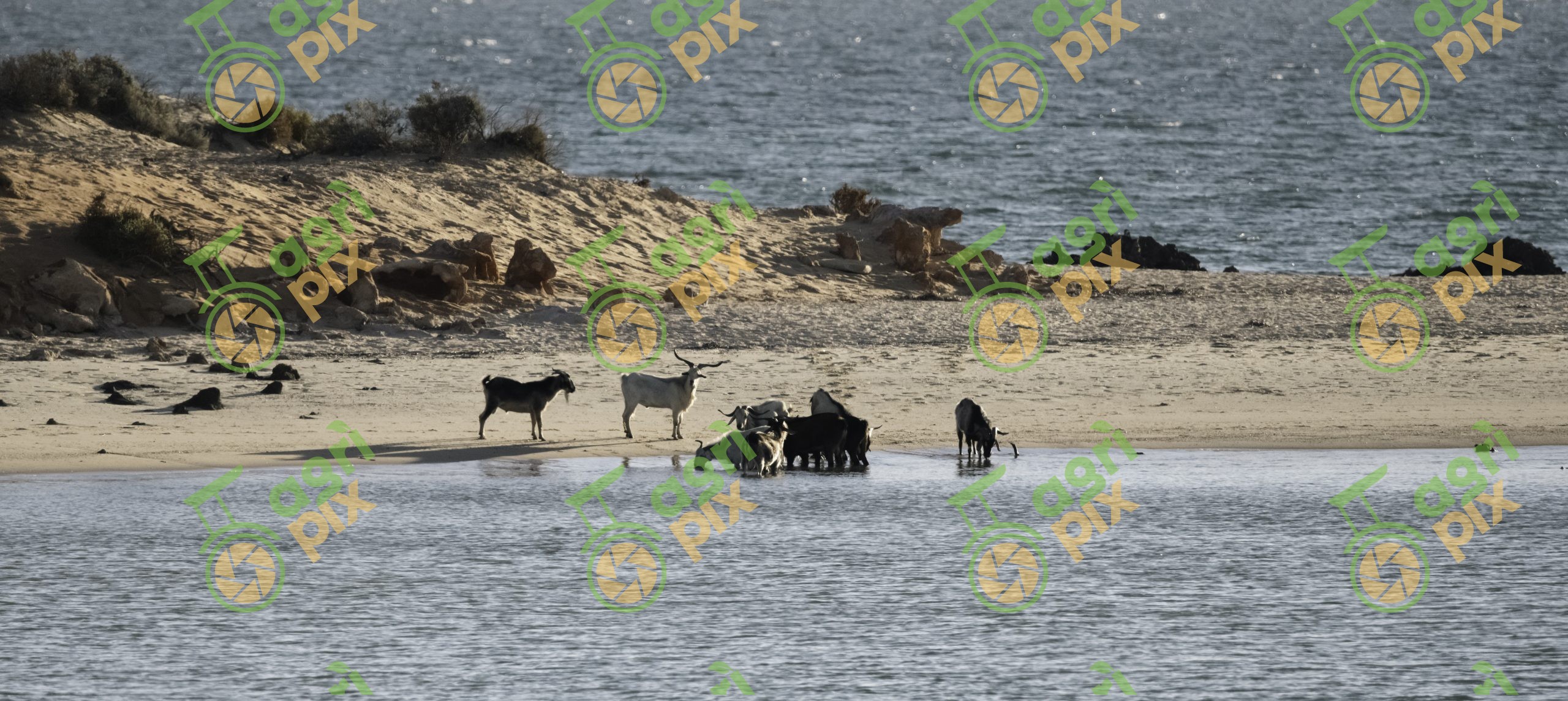 Feral goats at Francois Peron National Park