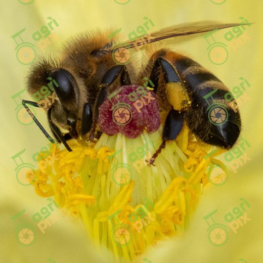 AgriPix – Not just a stock image library