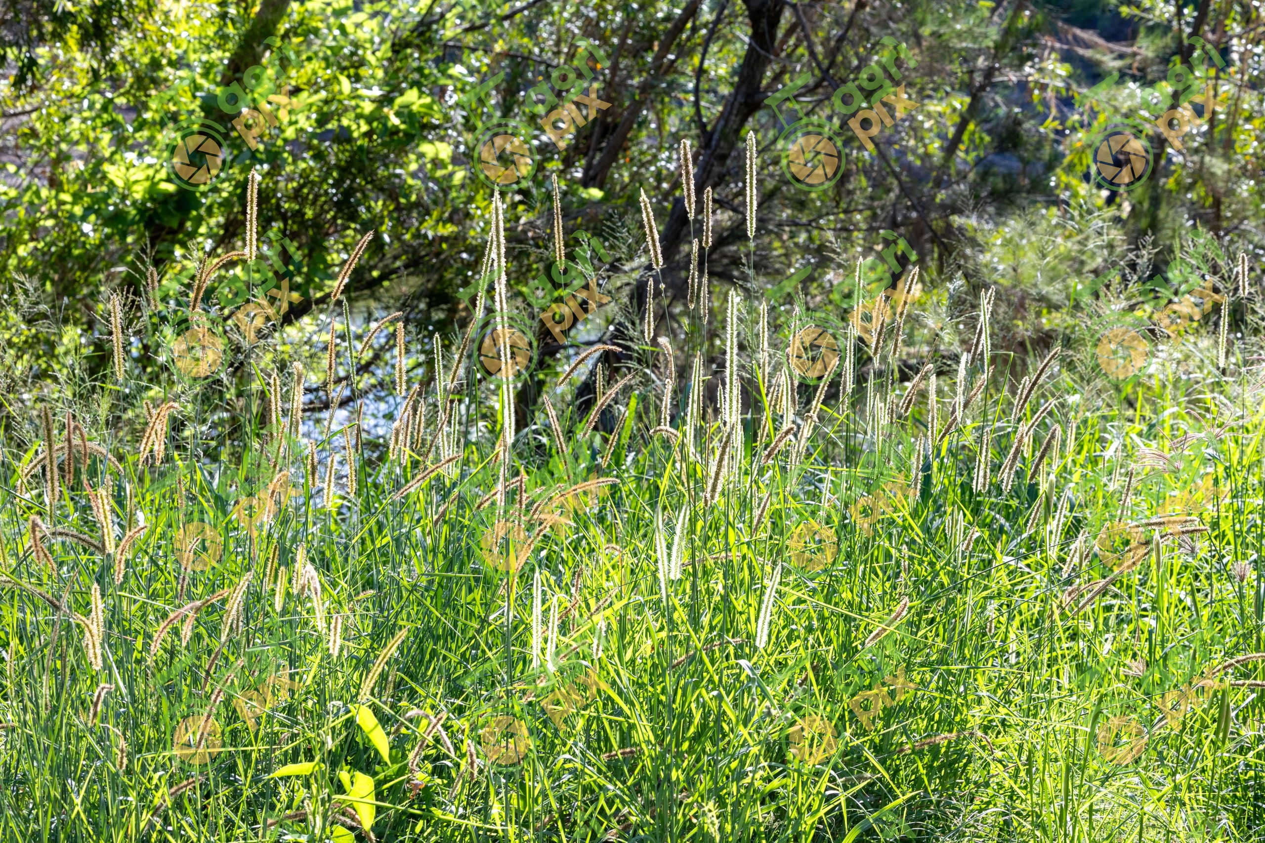 South African Pigeon Grass