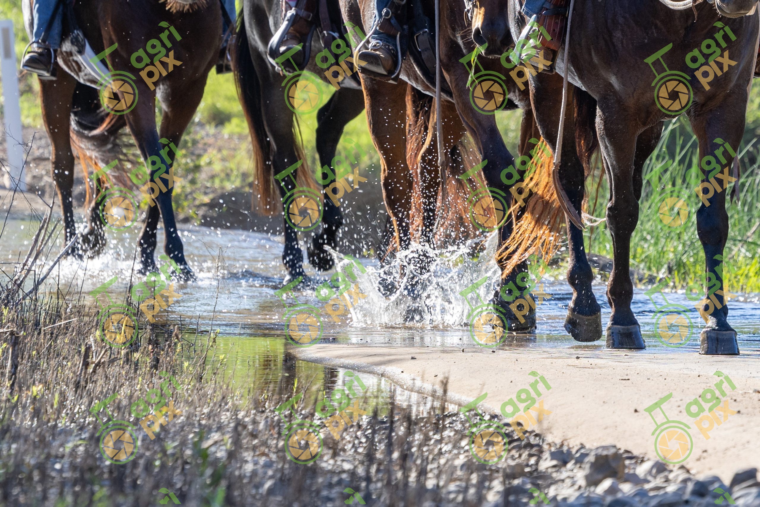 Horses on trail ride