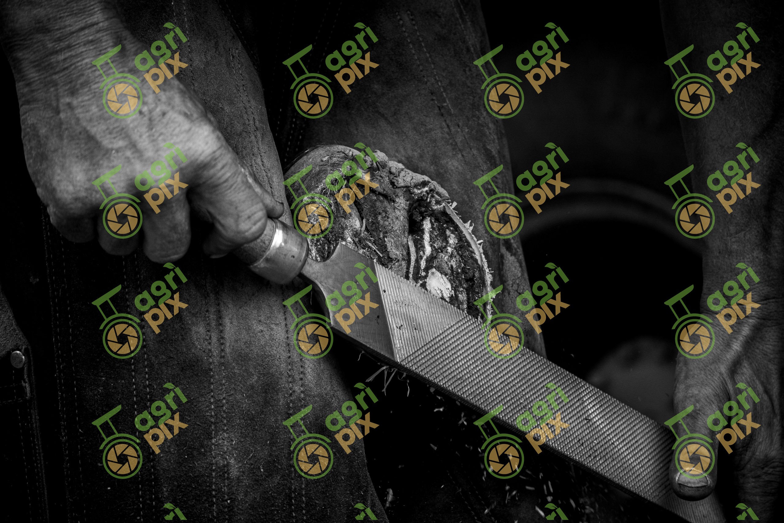 Farrier filing hoof
