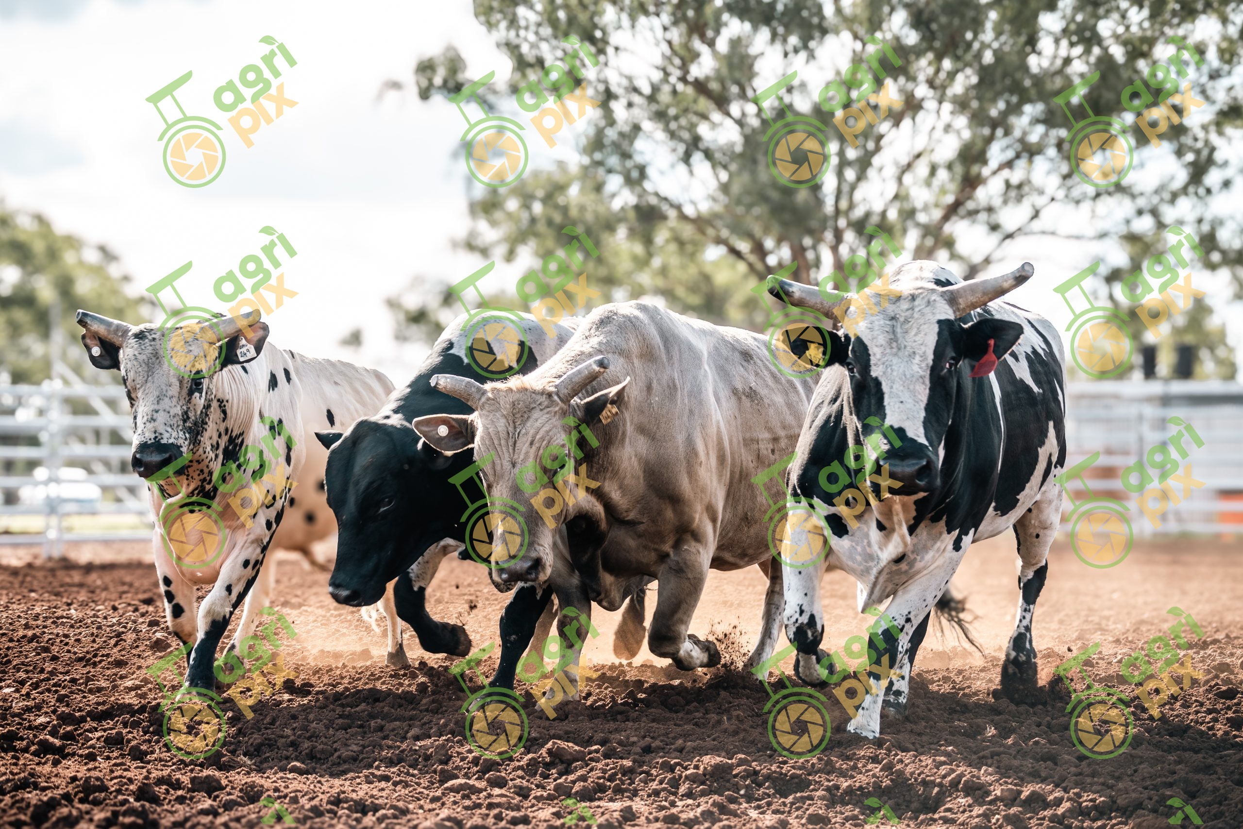 4 rodeo bulls