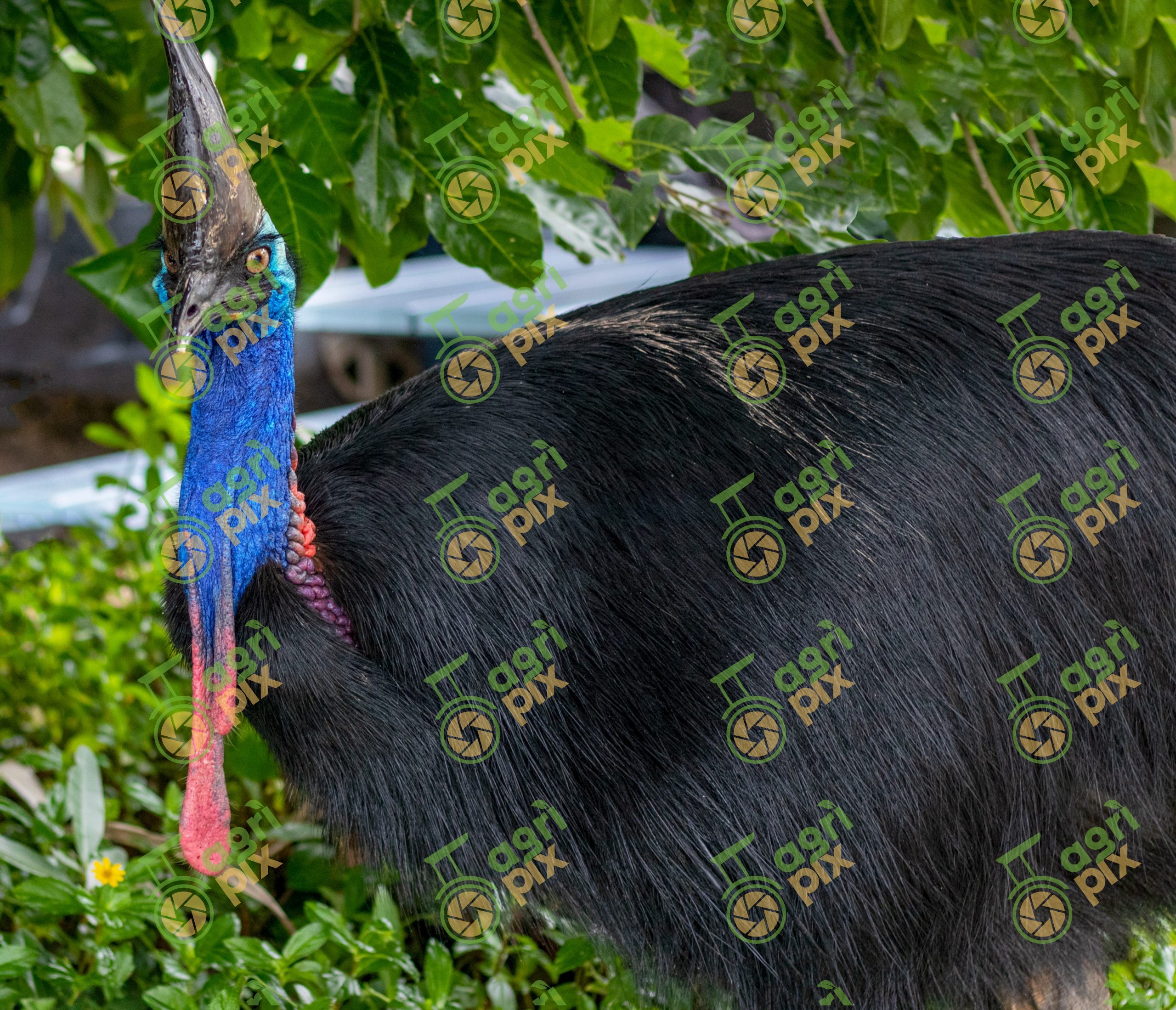 A Southern Cassowary