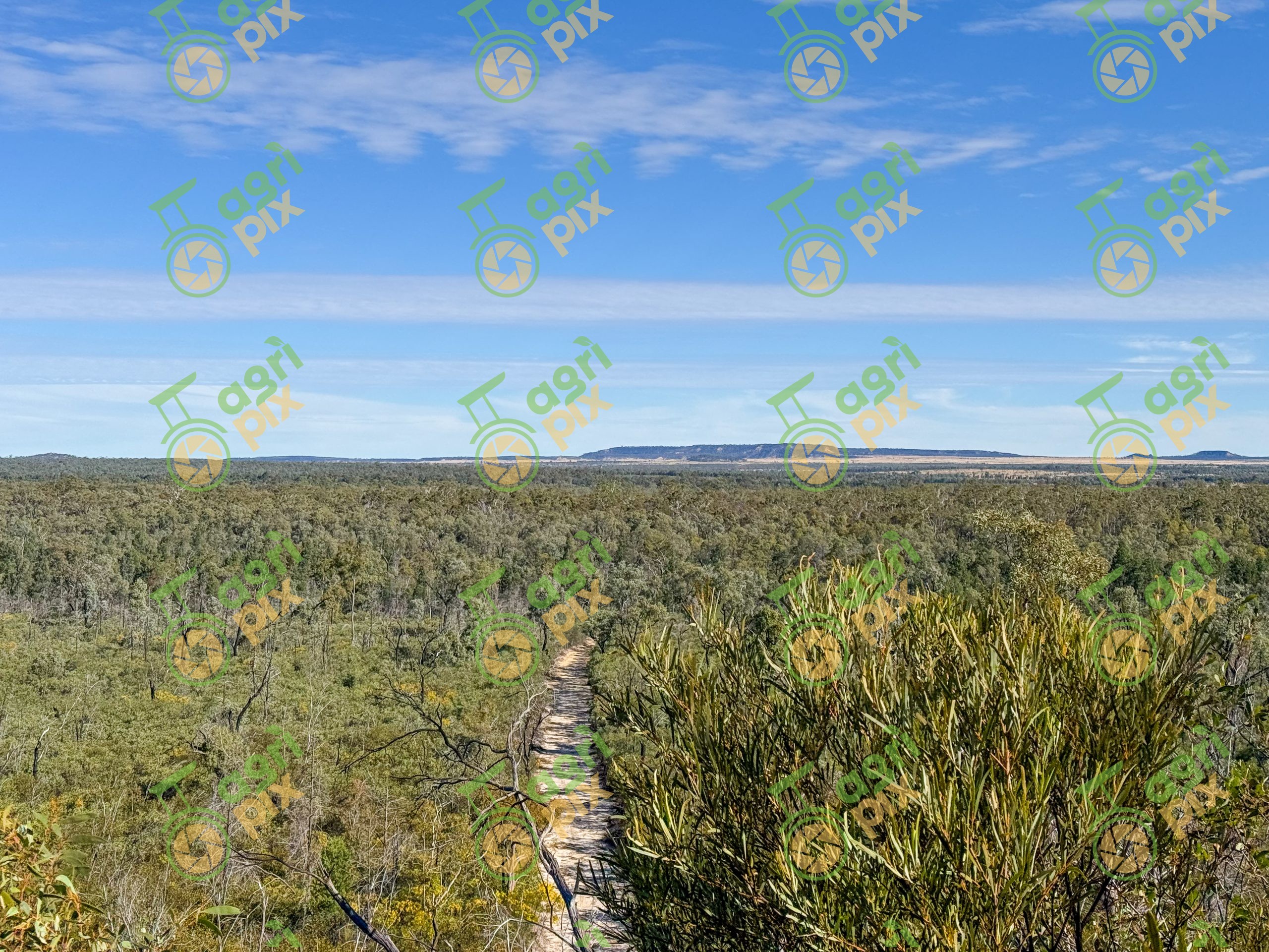 Dense Bushland with Mountain Backdrop