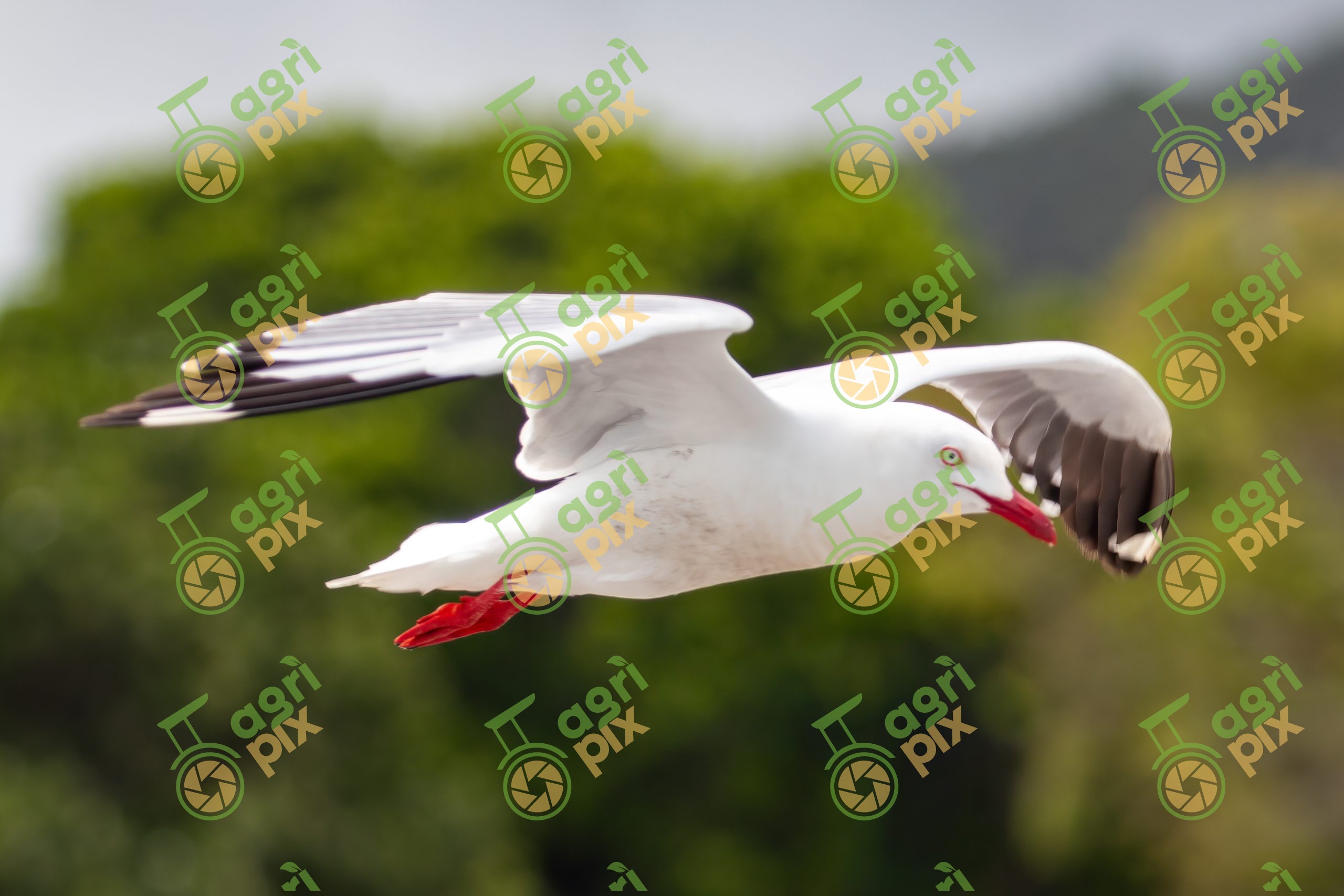 Seagull Flying Over Coastal Ocean