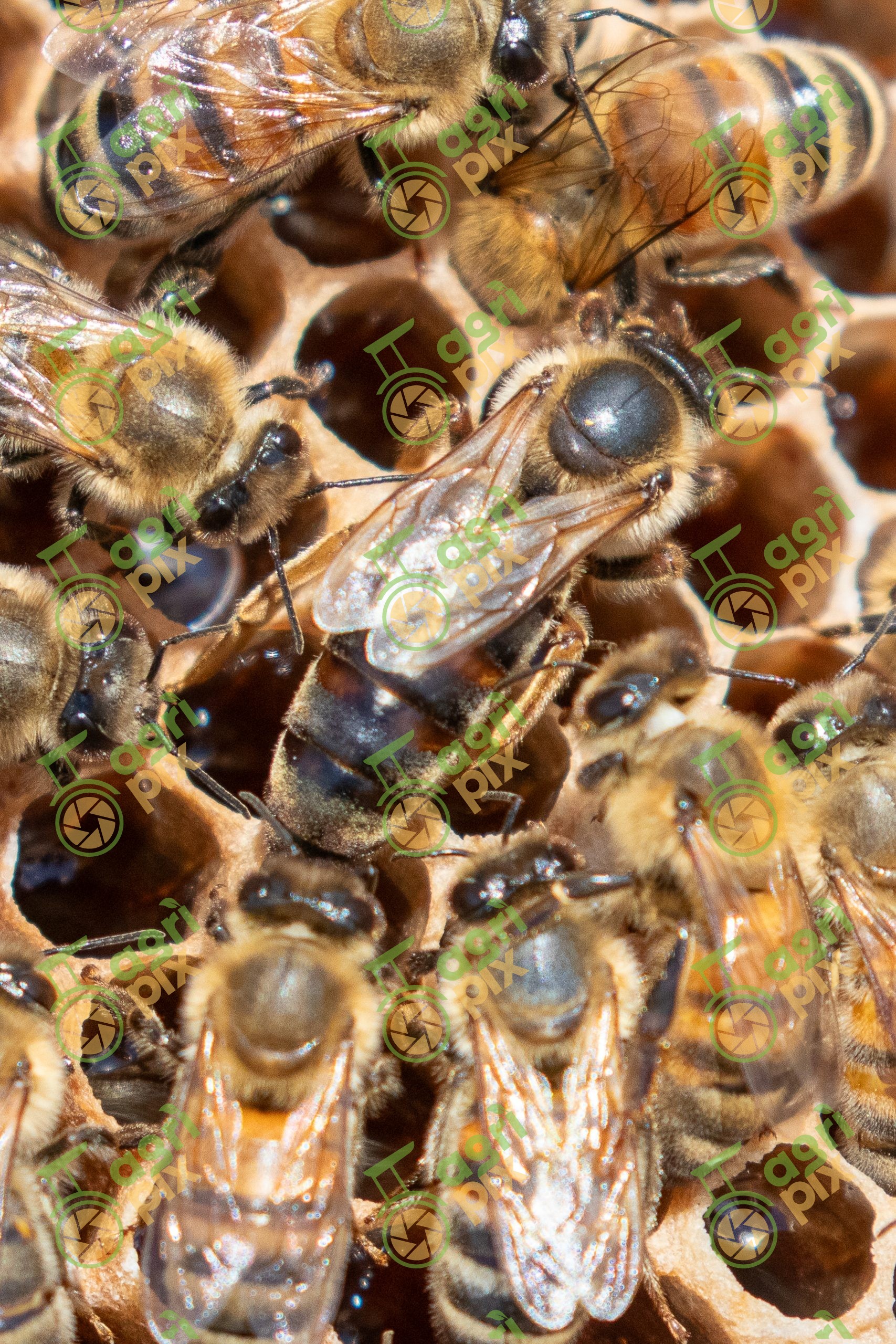 Beehive – honey harvest