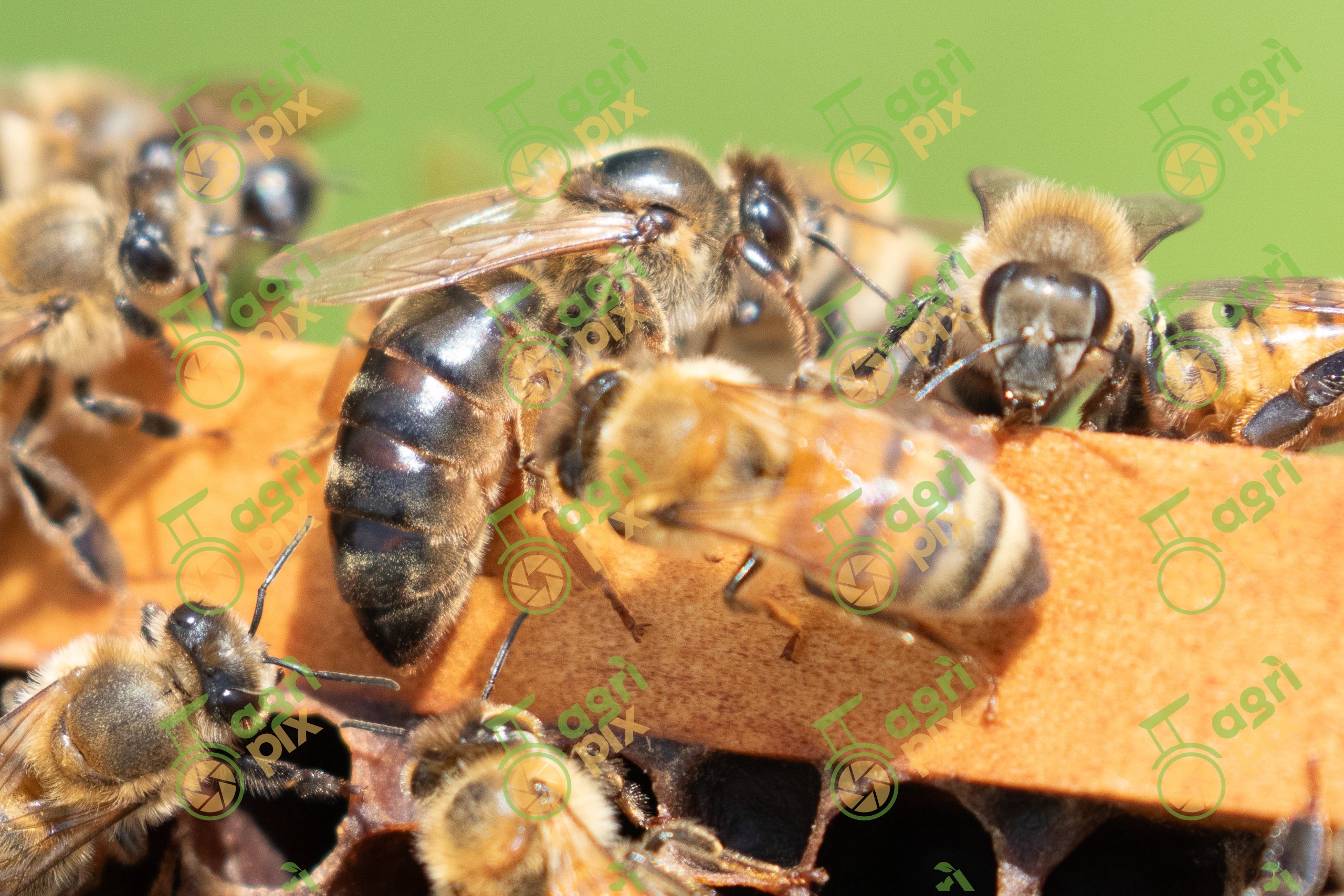 Beehive – honey harvest