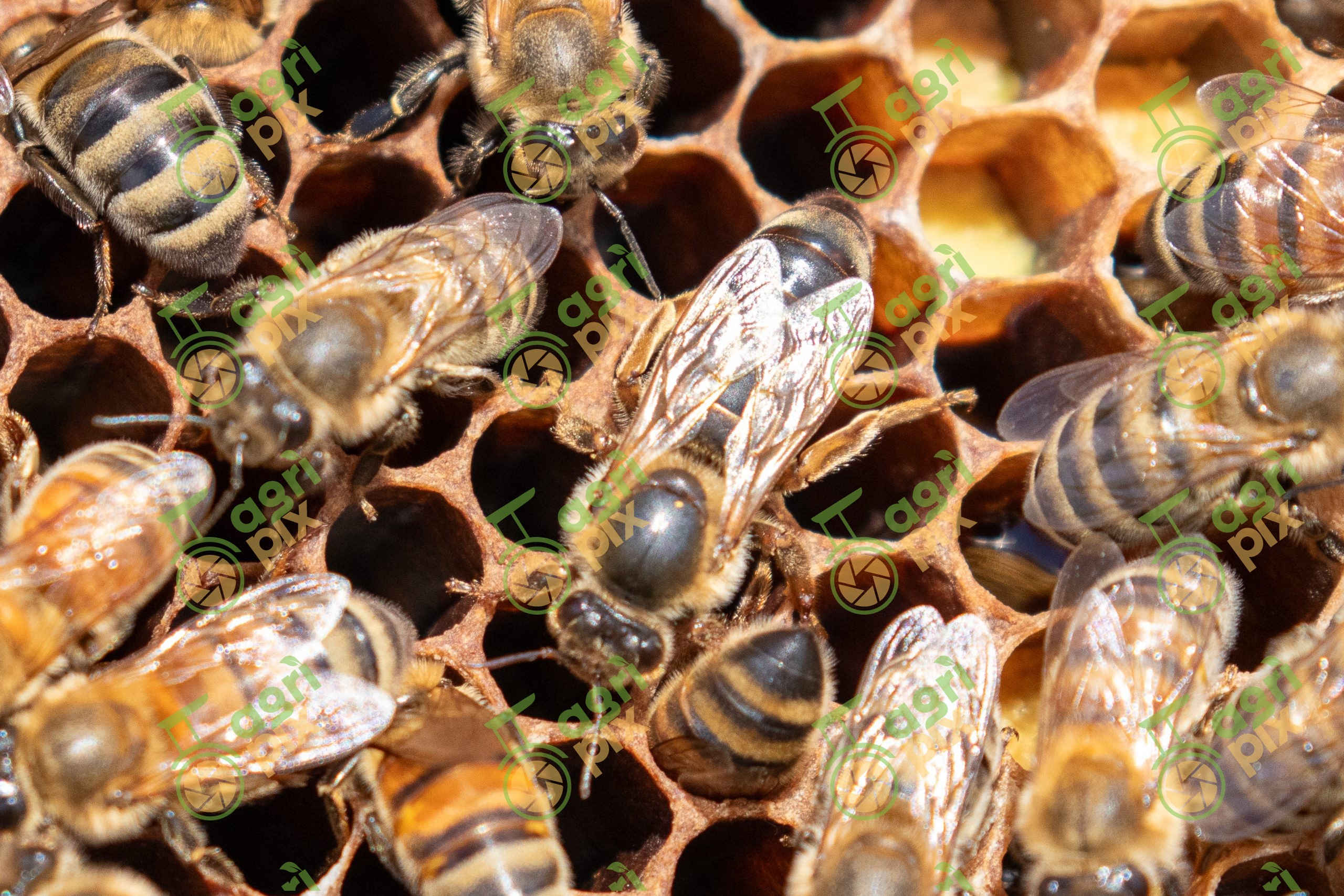 Beehive – honey harvest
