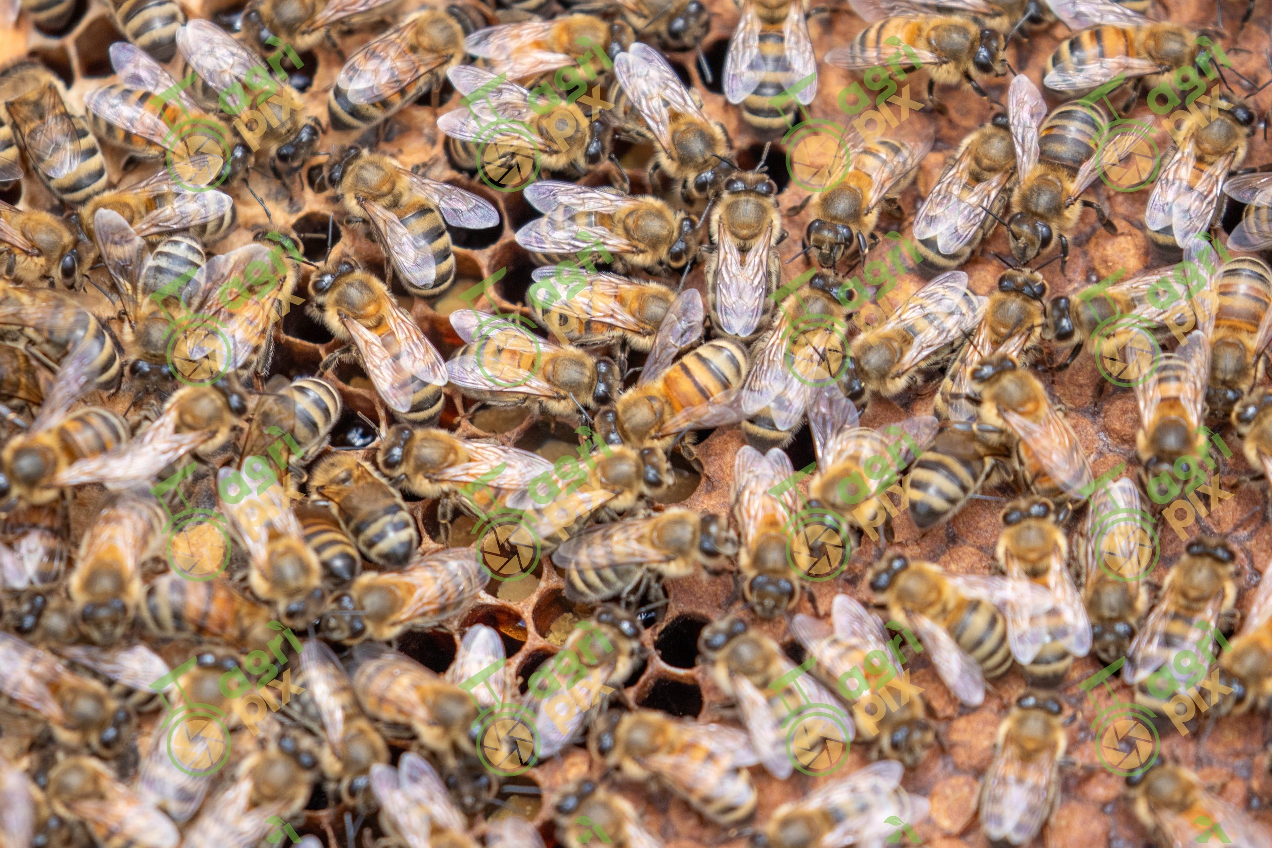 Beehive – honey harvest