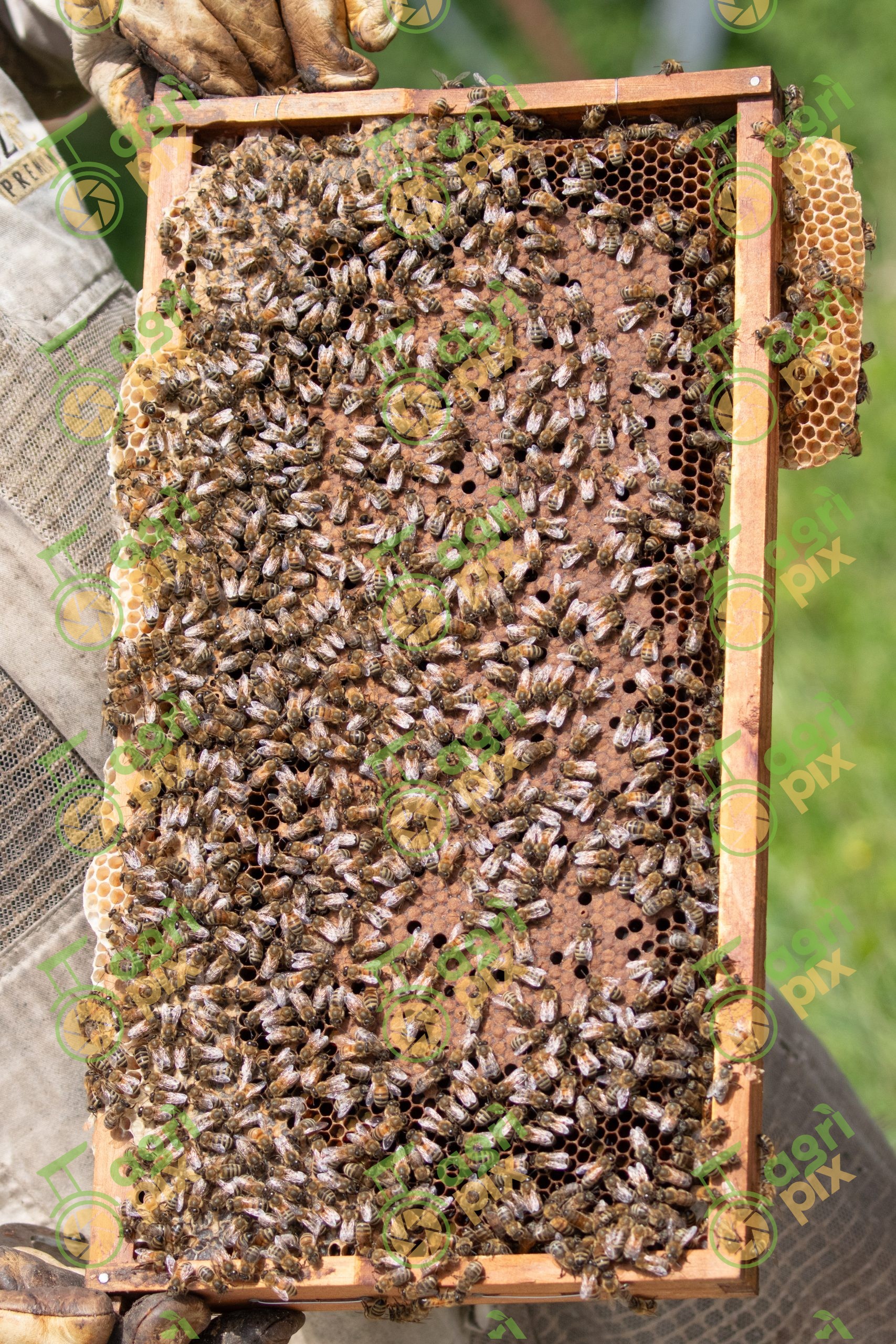 Beehive – honey harvest – beekeeper with protective gear