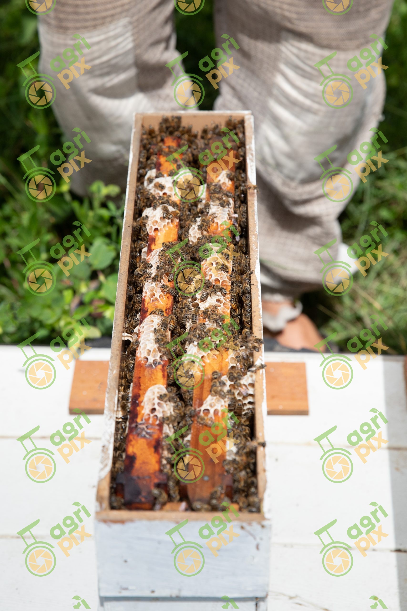 Beehive – honey harvest – beekeeper with protective gear