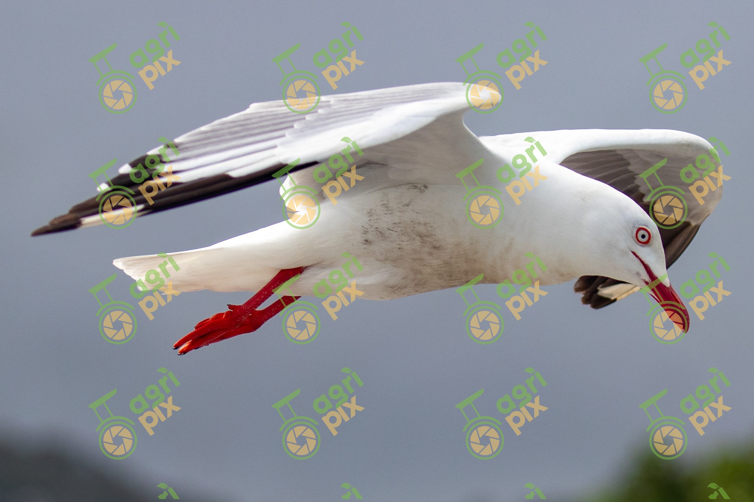 Silver gull (seagull) Flying Over Coastal Ocean