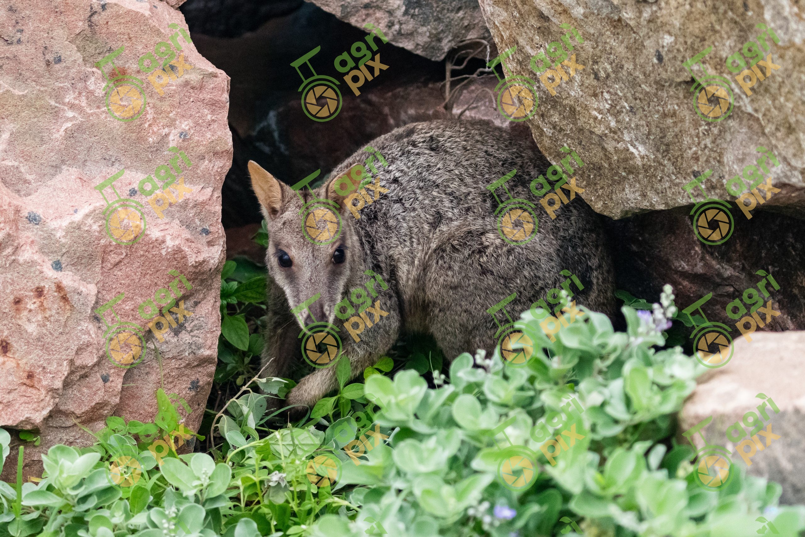 Rock-Wallaby