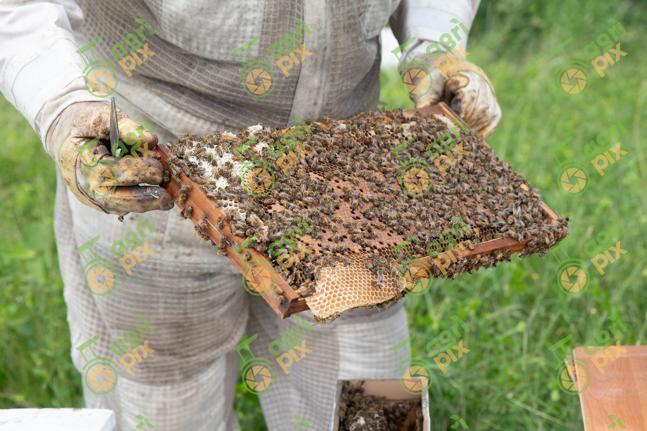 Beehive – honey harvest – beekeeper with protective gear