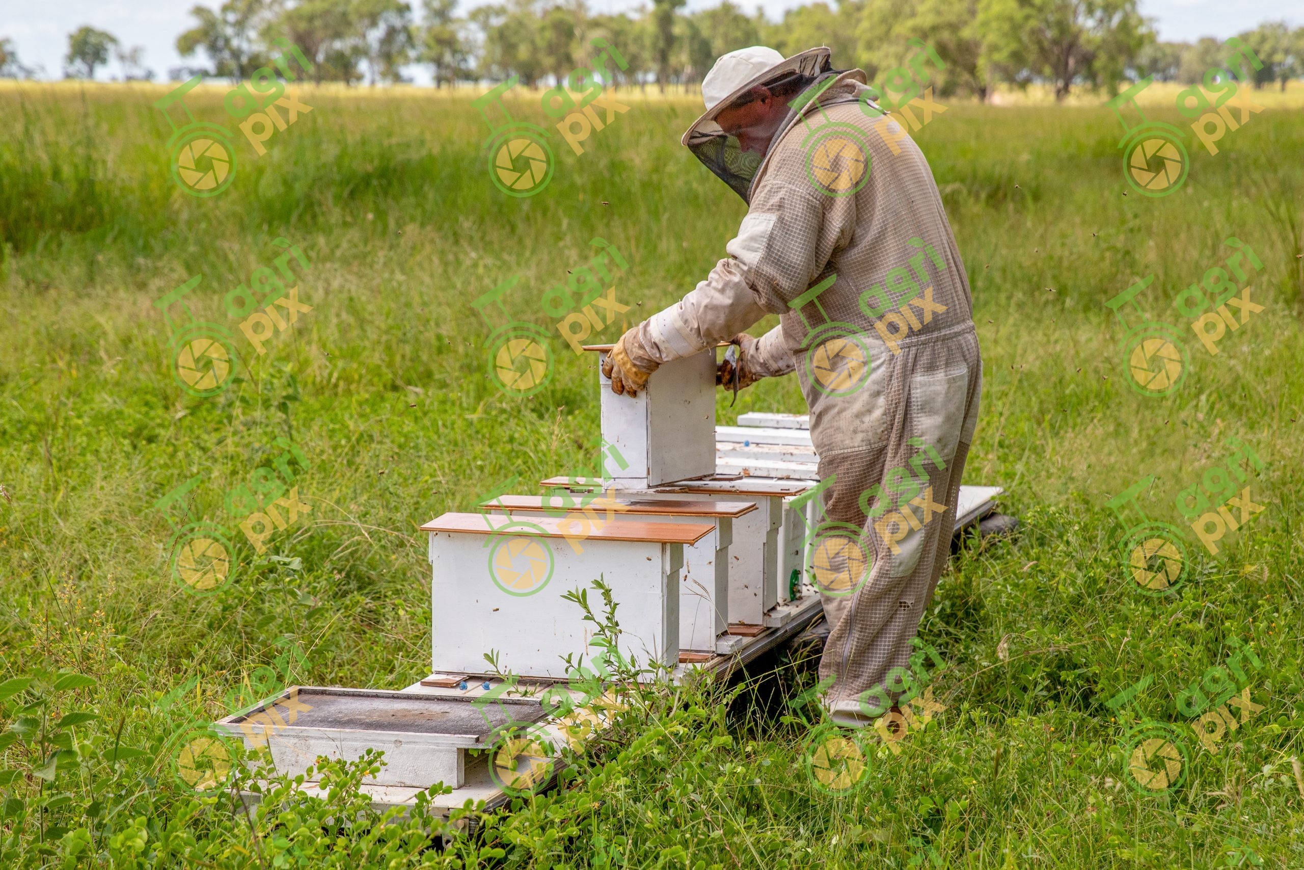 Beehive – honey harvest – beekeeper with protective gear