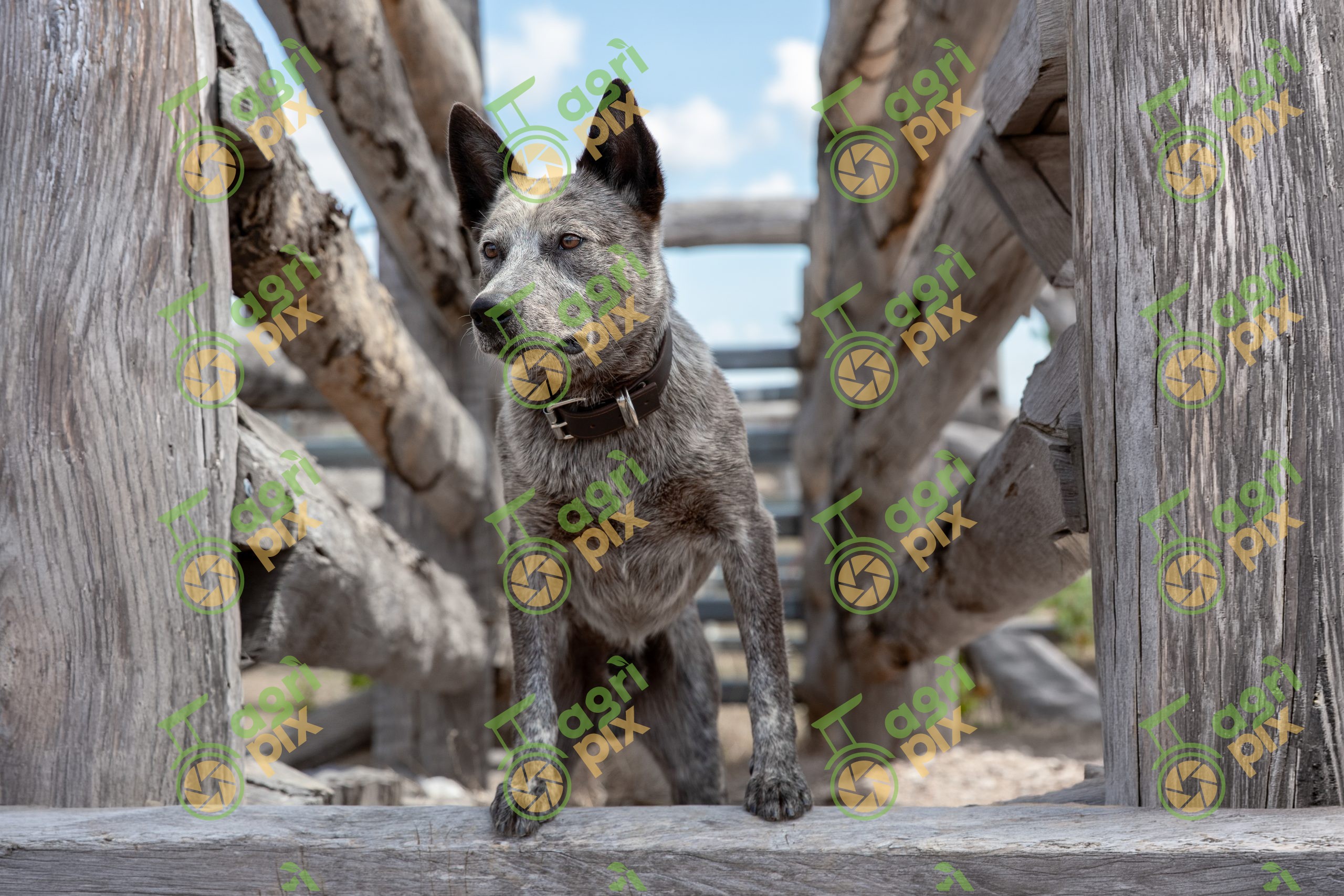 An Australian Stumpy Tail Cattle Dog