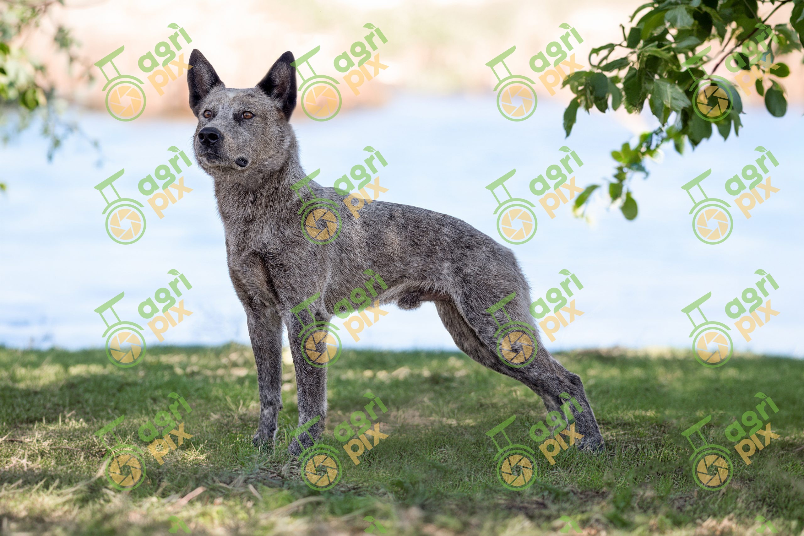 An Australian Stumpy Tail Cattle Dog