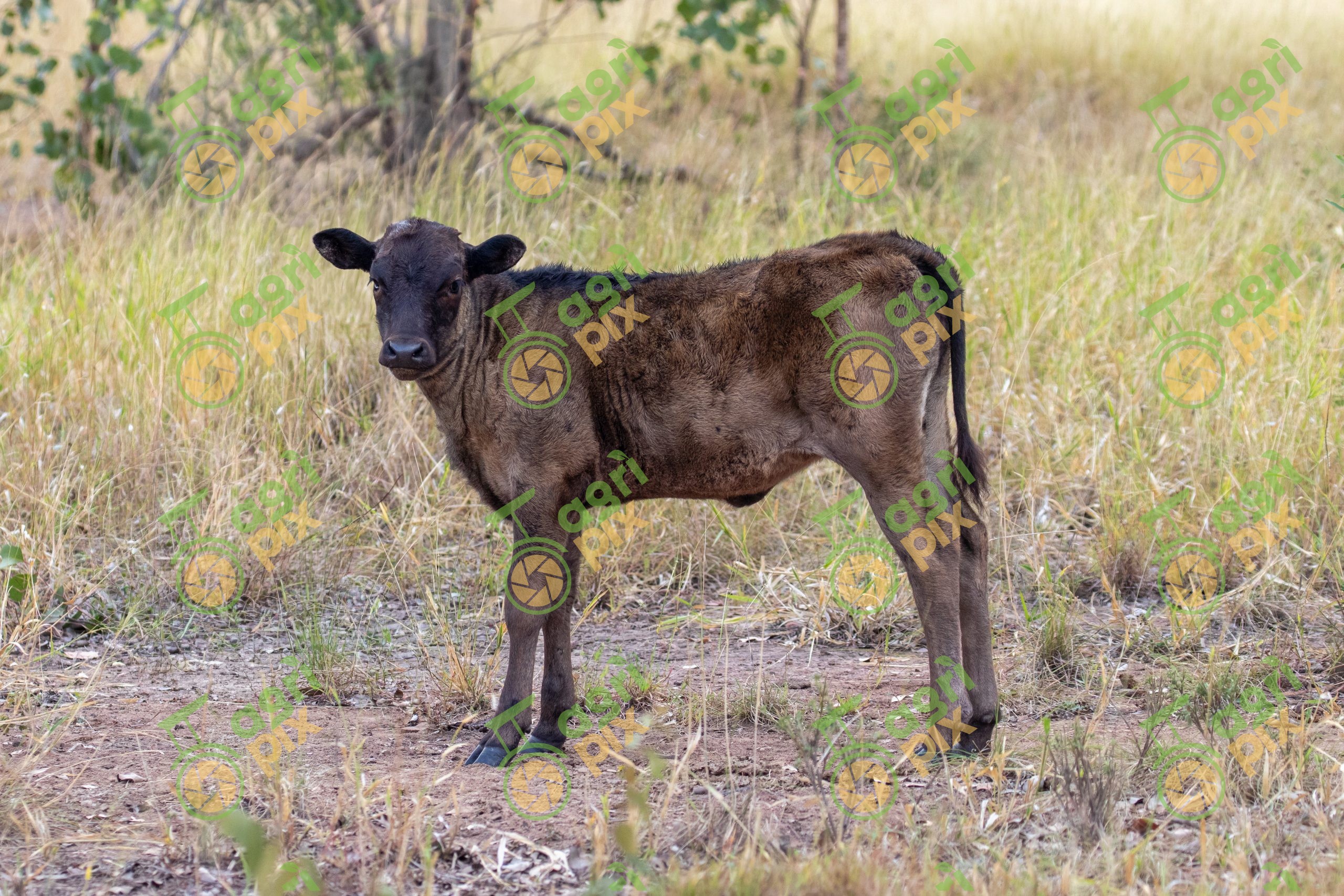 A black Wagyu calf