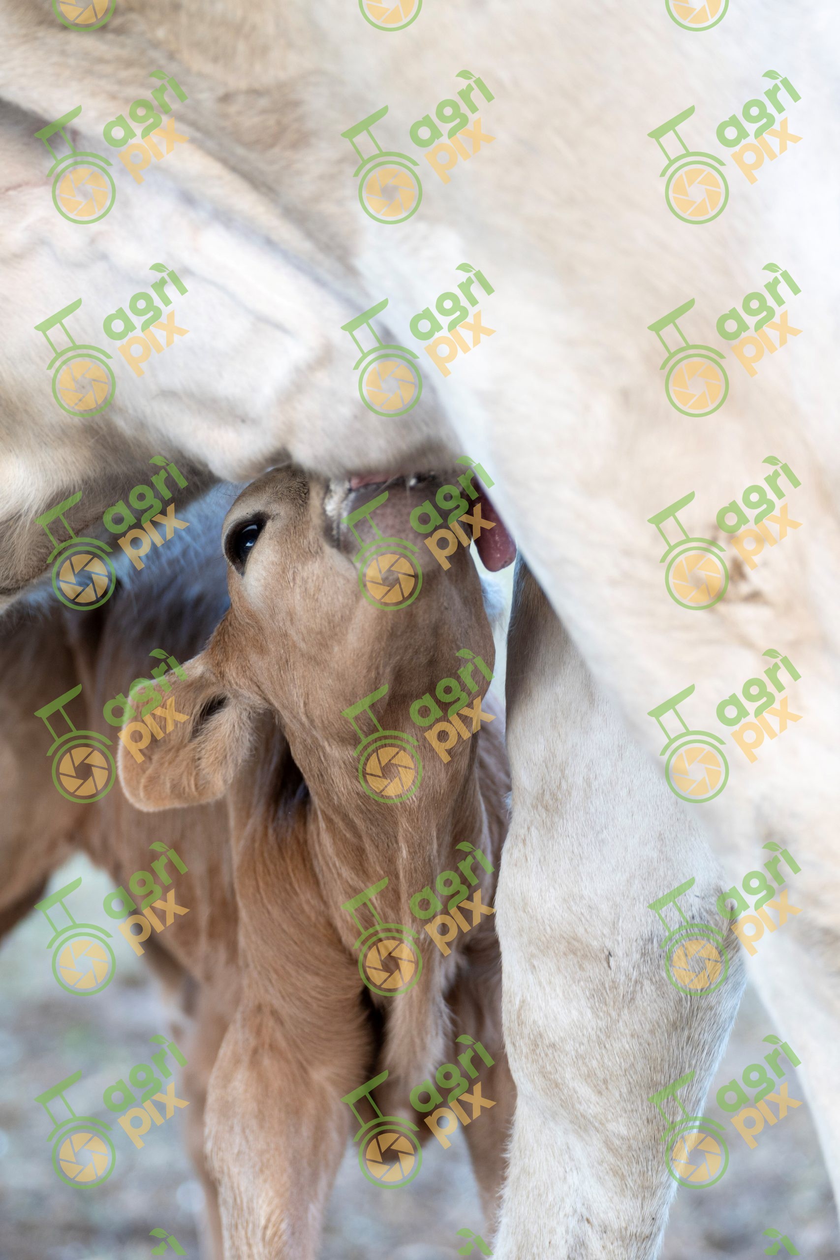 calf suckling