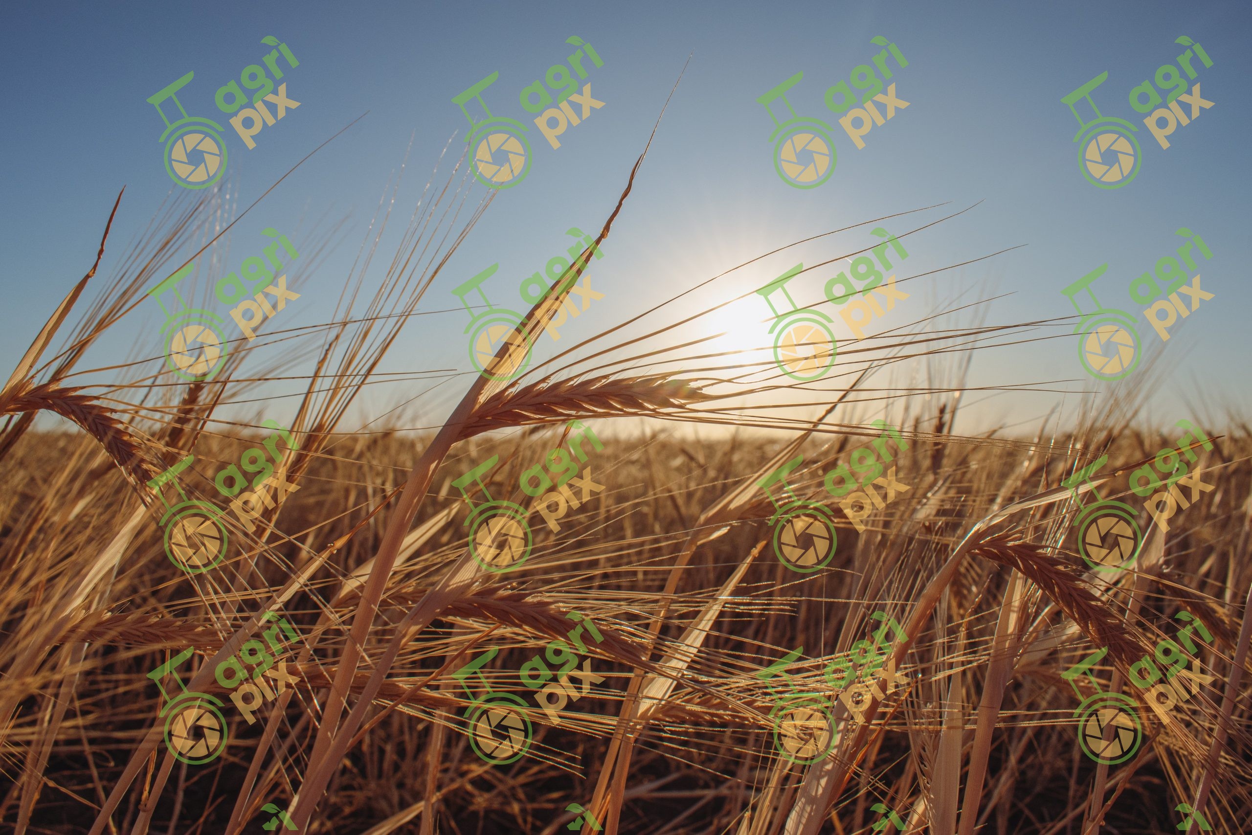wheat