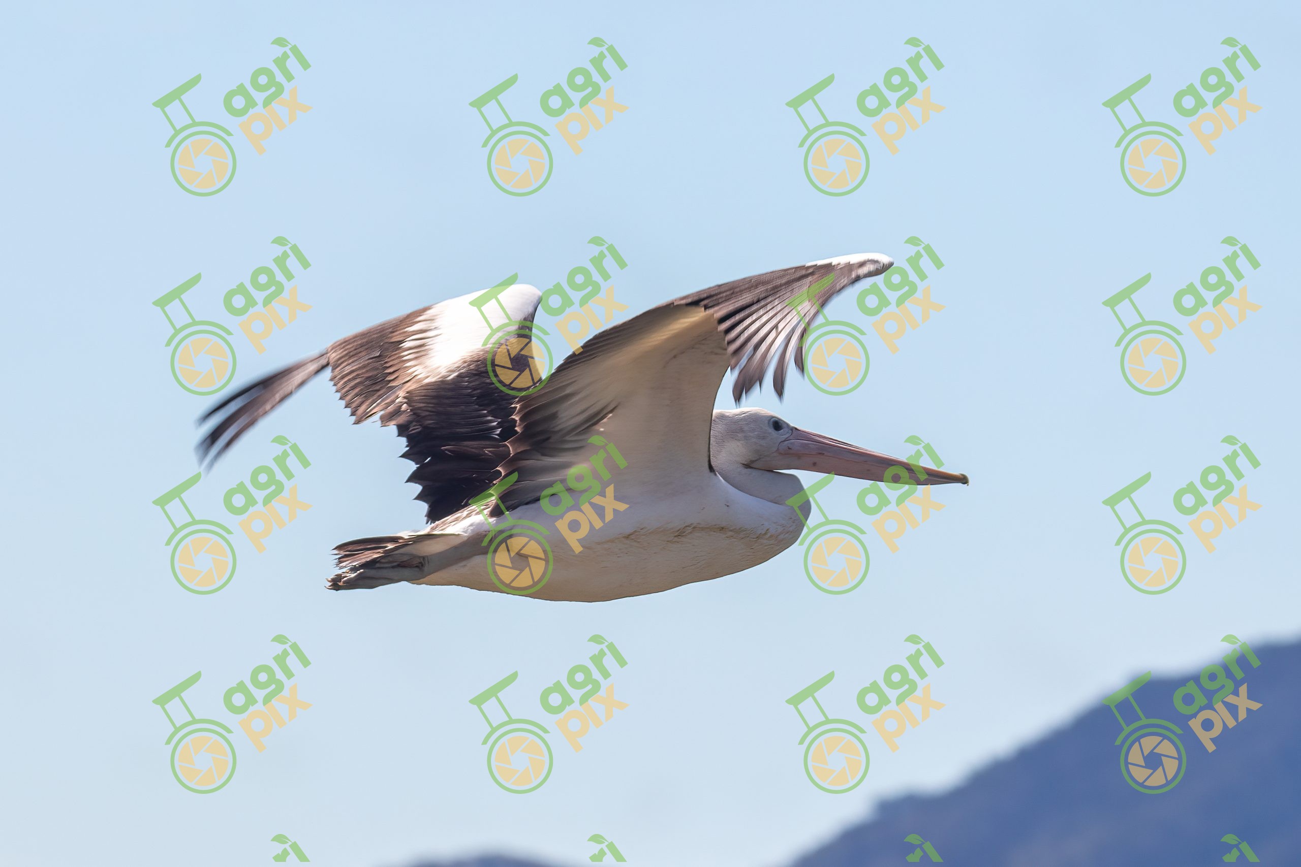 A Pelican in Flight