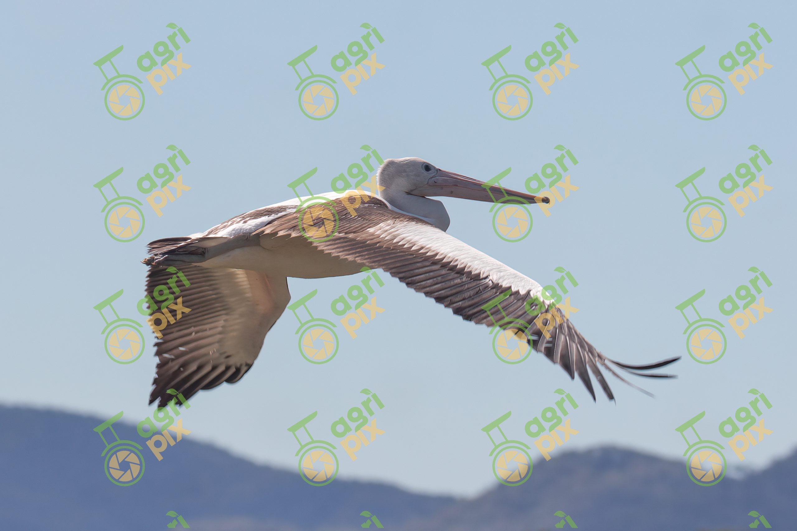 A Pelican in Flight