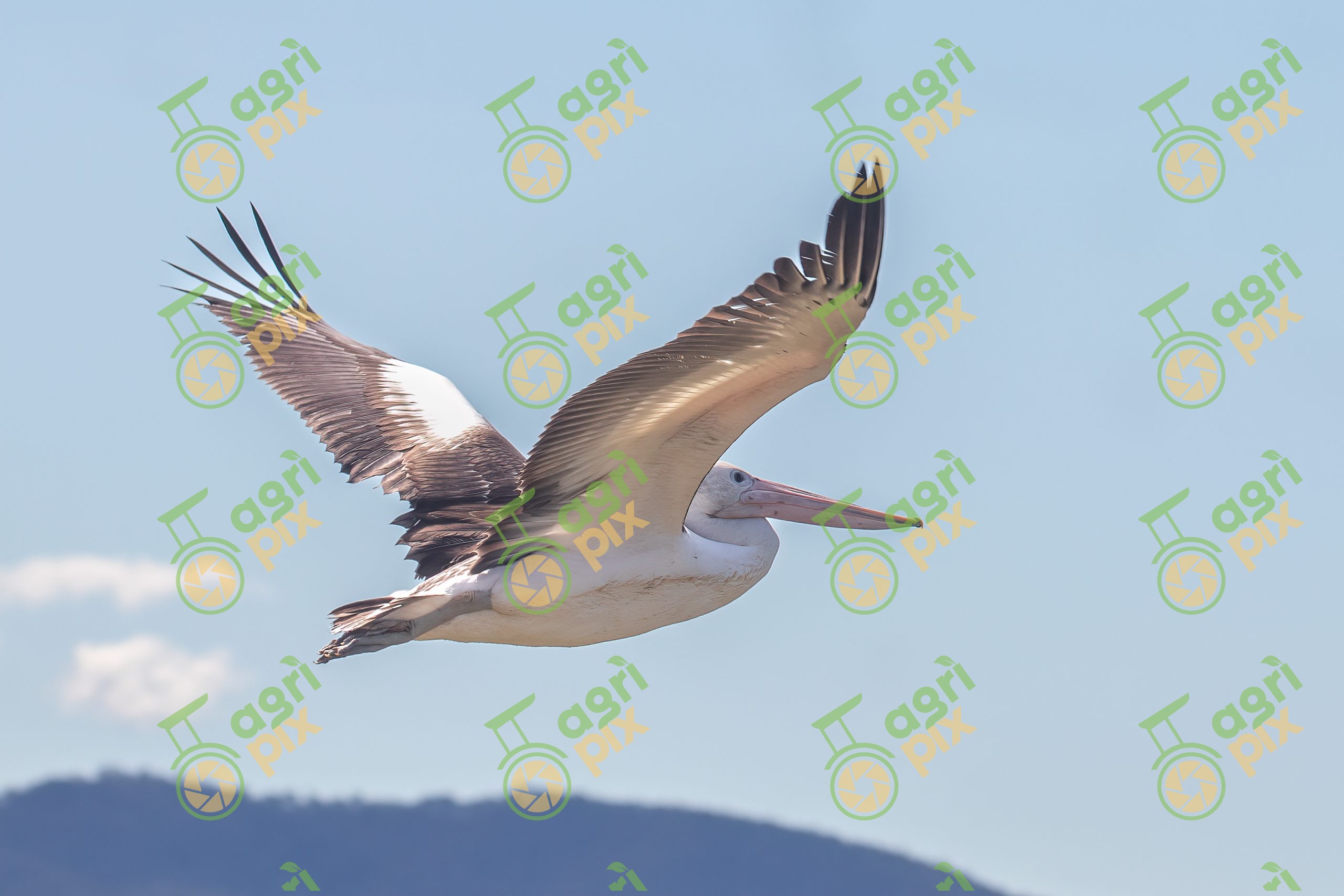 A Pelican in Flight
