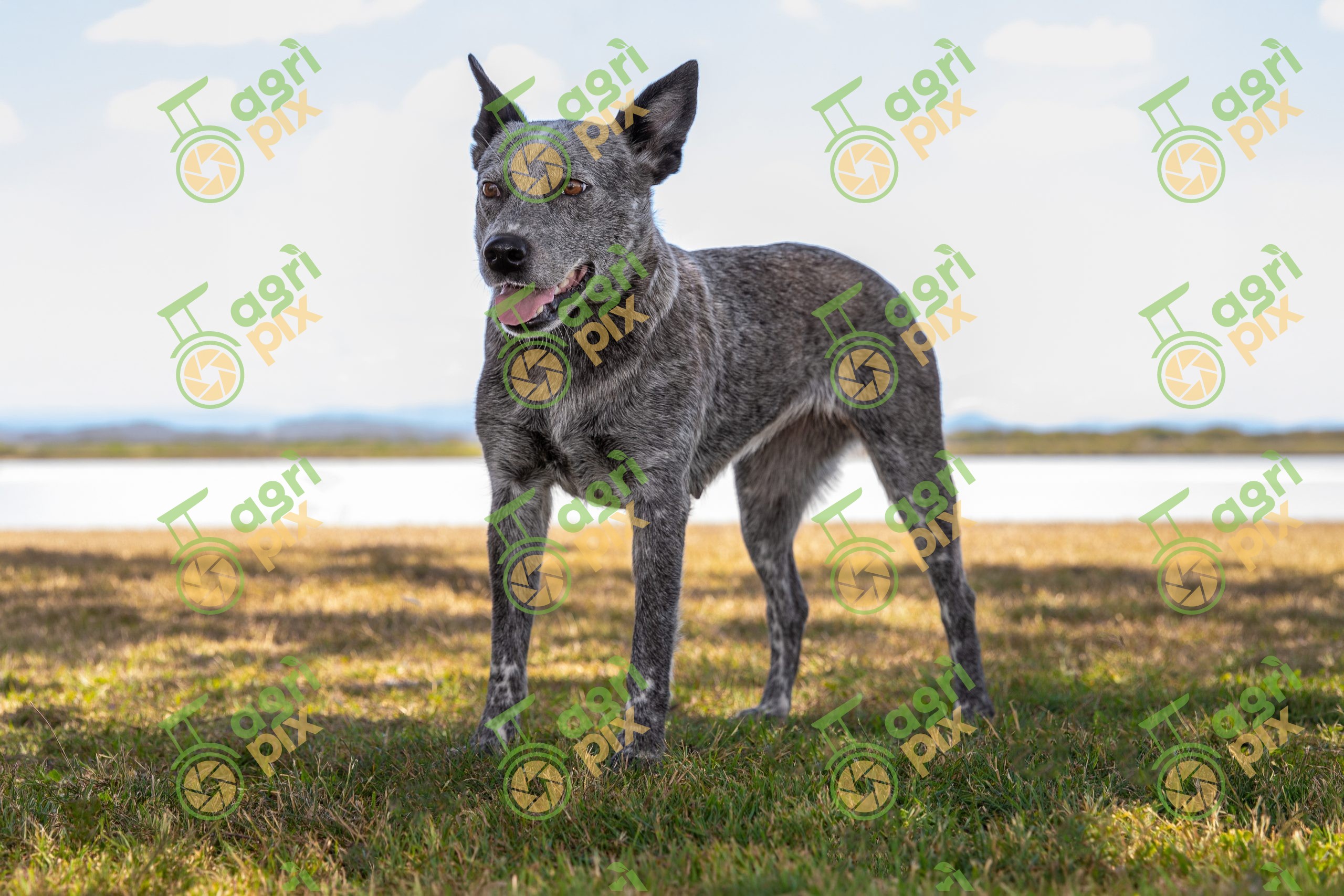 Stumpy Tail Cattle Dog