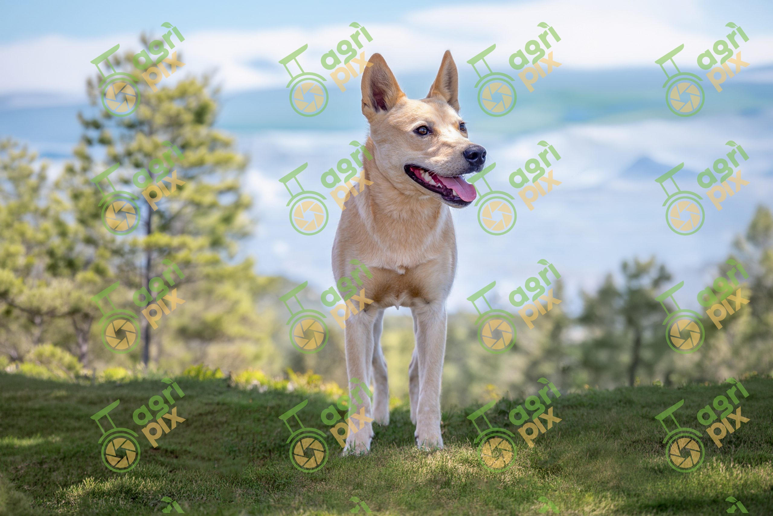 Stumpy Tail Cattle Dog