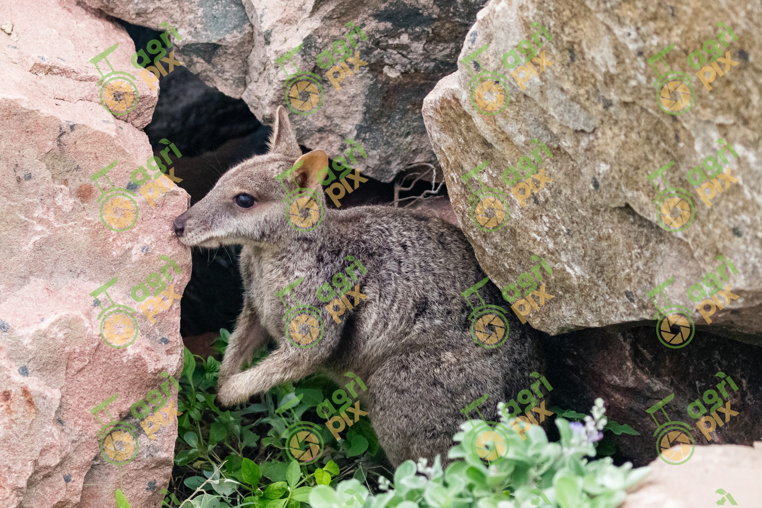 Rock-Wallaby