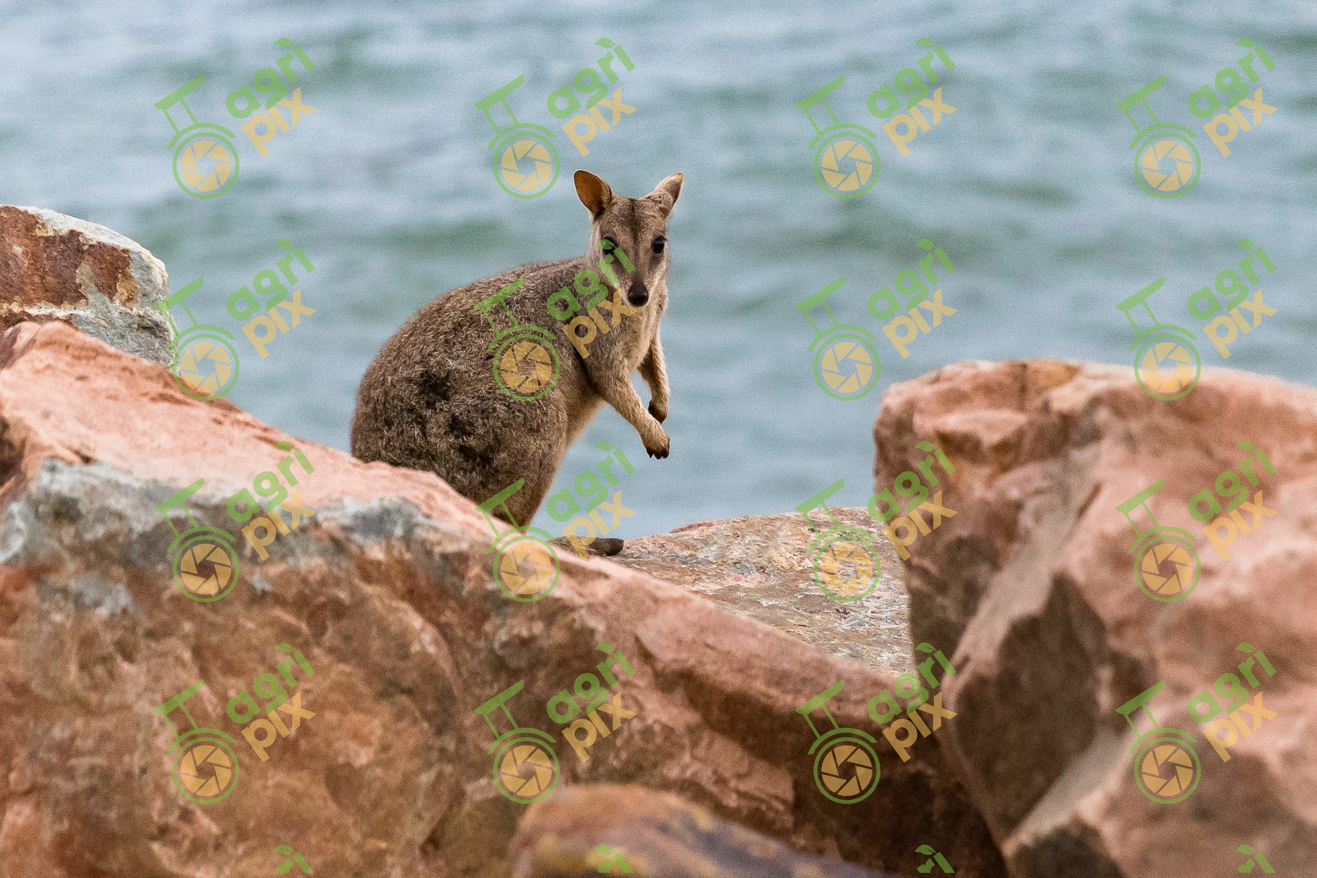 Allied Rock Wallaby