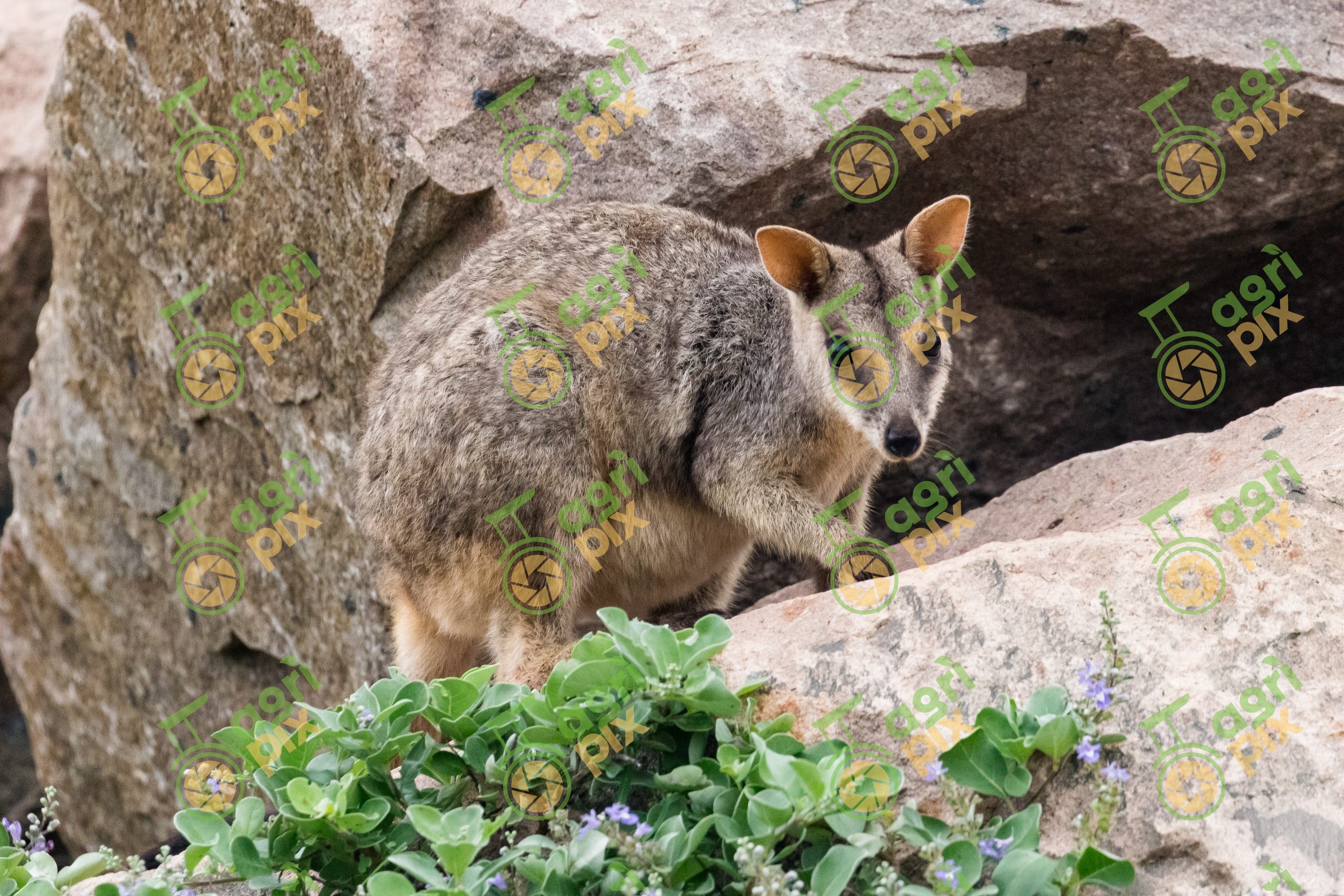 Rock-Wallaby