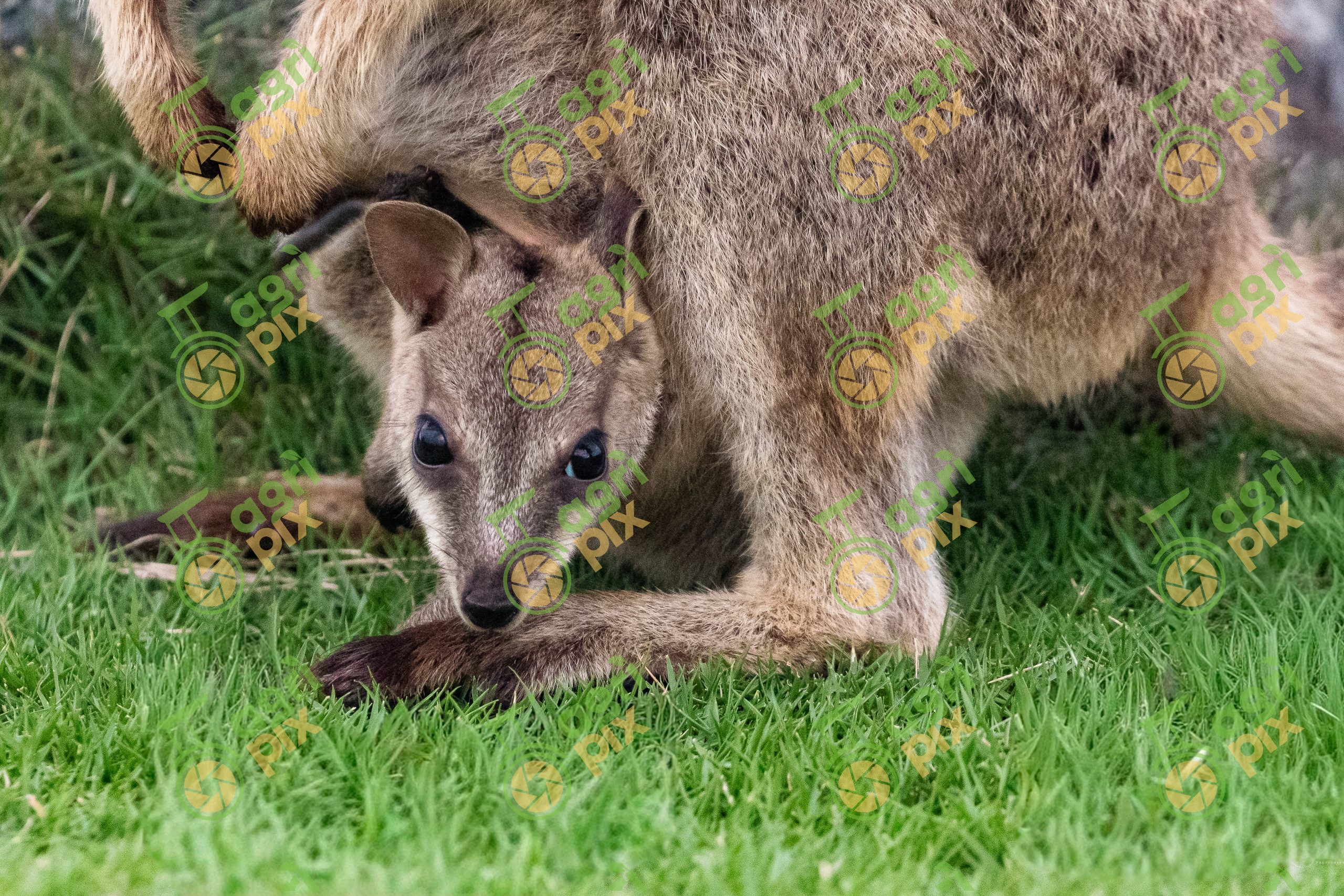 Rock-Wallaby