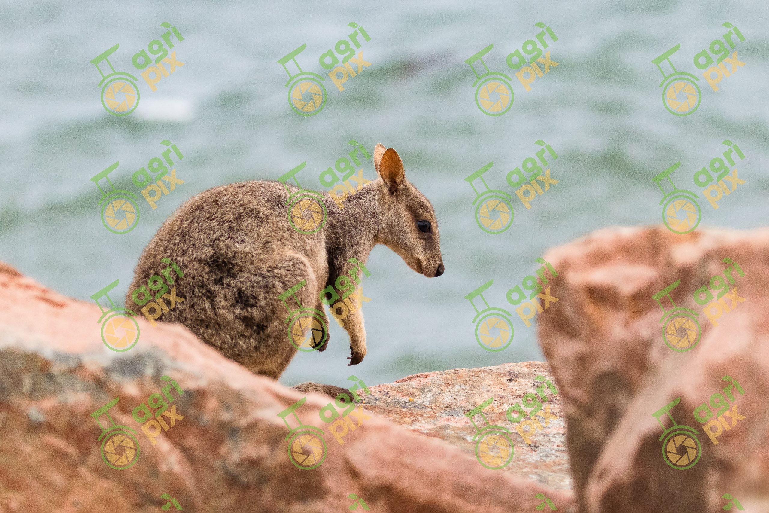 Rock-Wallaby