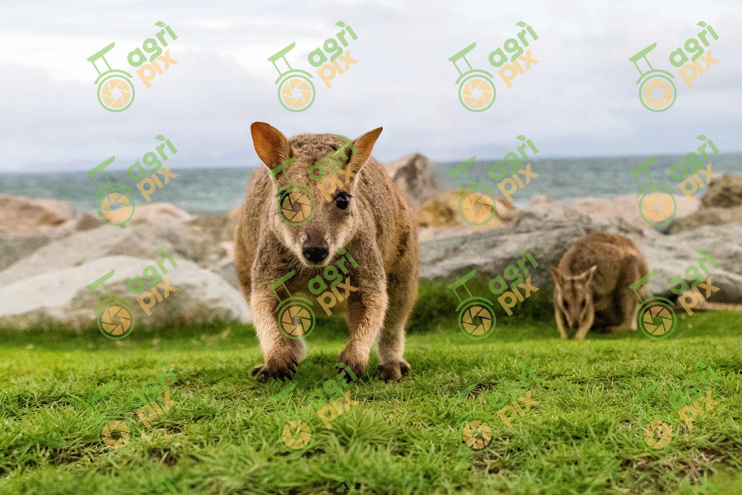 Rock-Wallaby